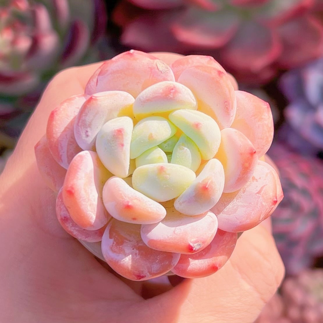 多肉植物　夢雪　新入荷　るる農園