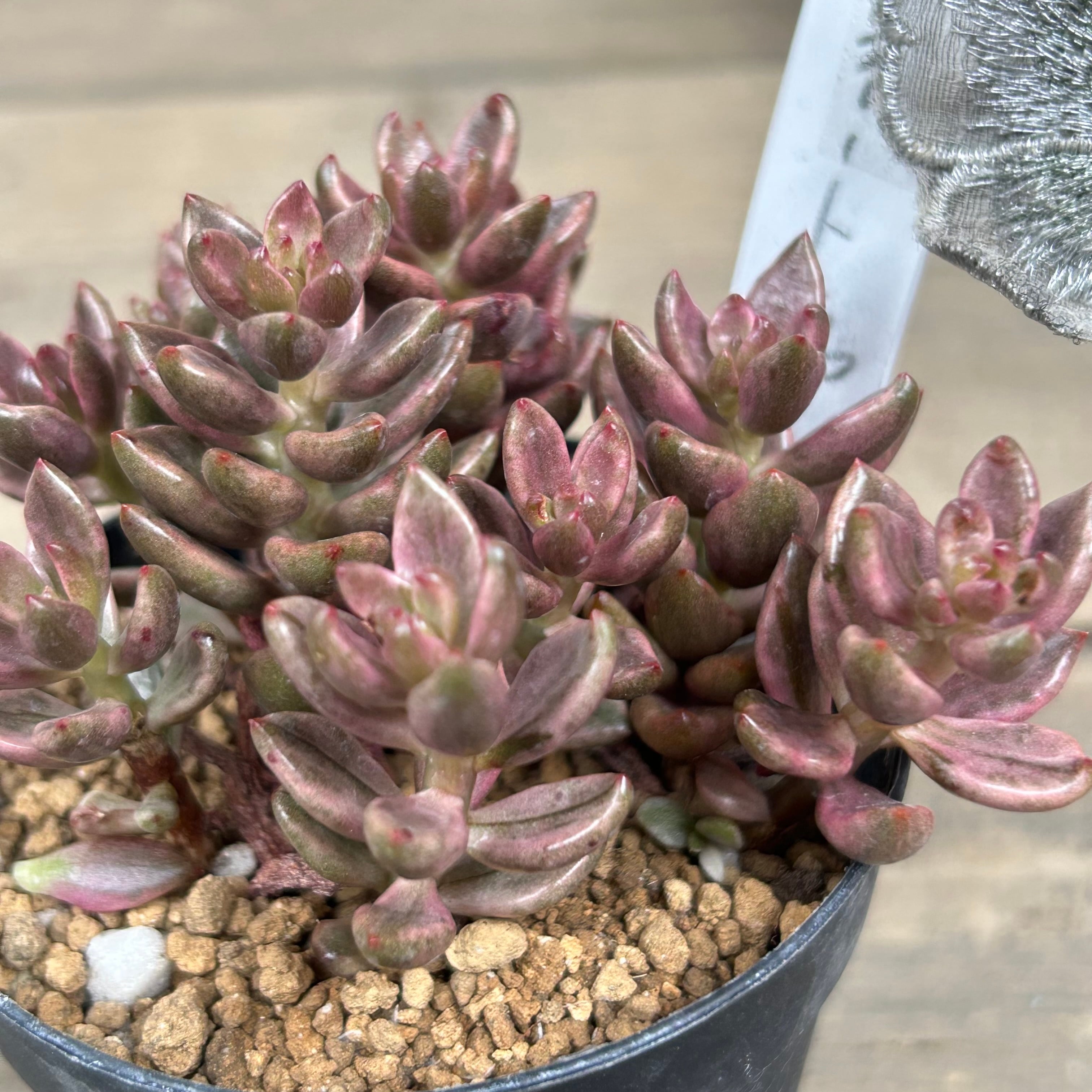 チョコレート錦 | RuPo 多肉植物専門店