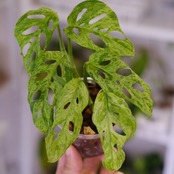 Monstera adansonii Mottled / モンステラ アダンソニー ミント㉖ / 観葉植物<育て方・花言葉>