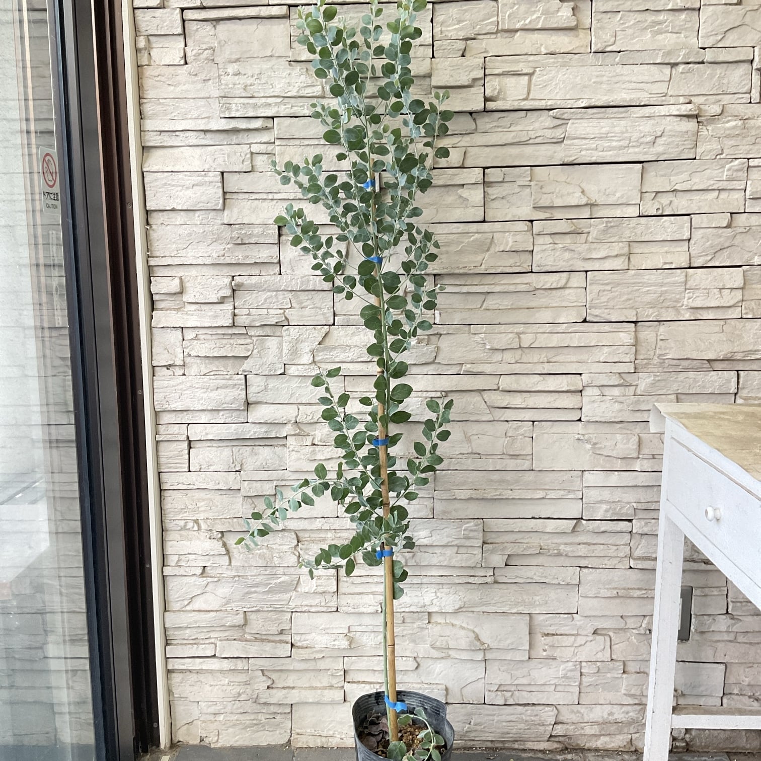 Rikaさん専用 アカシア パールアカシア ルートプラスポット付き /798