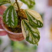 Pilea cadierei variegated /ピレア カディエレイ 斑入