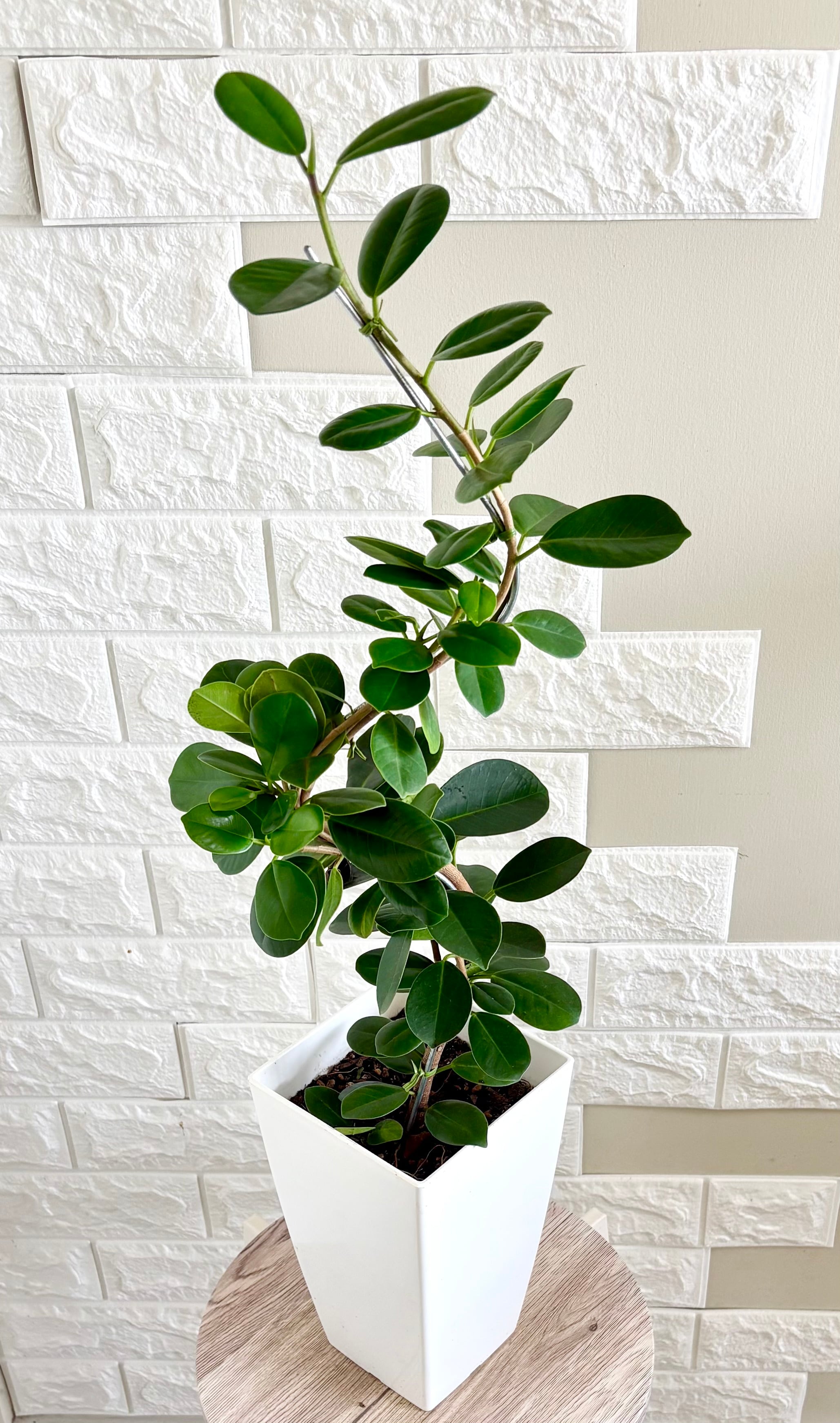 エバーフレッシュ⭐️観葉植物 | 観葉植物のお店 feerie（フェリエ）
