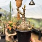 Pachypodium windsorii【パキポディウム・ウィンゾリー】