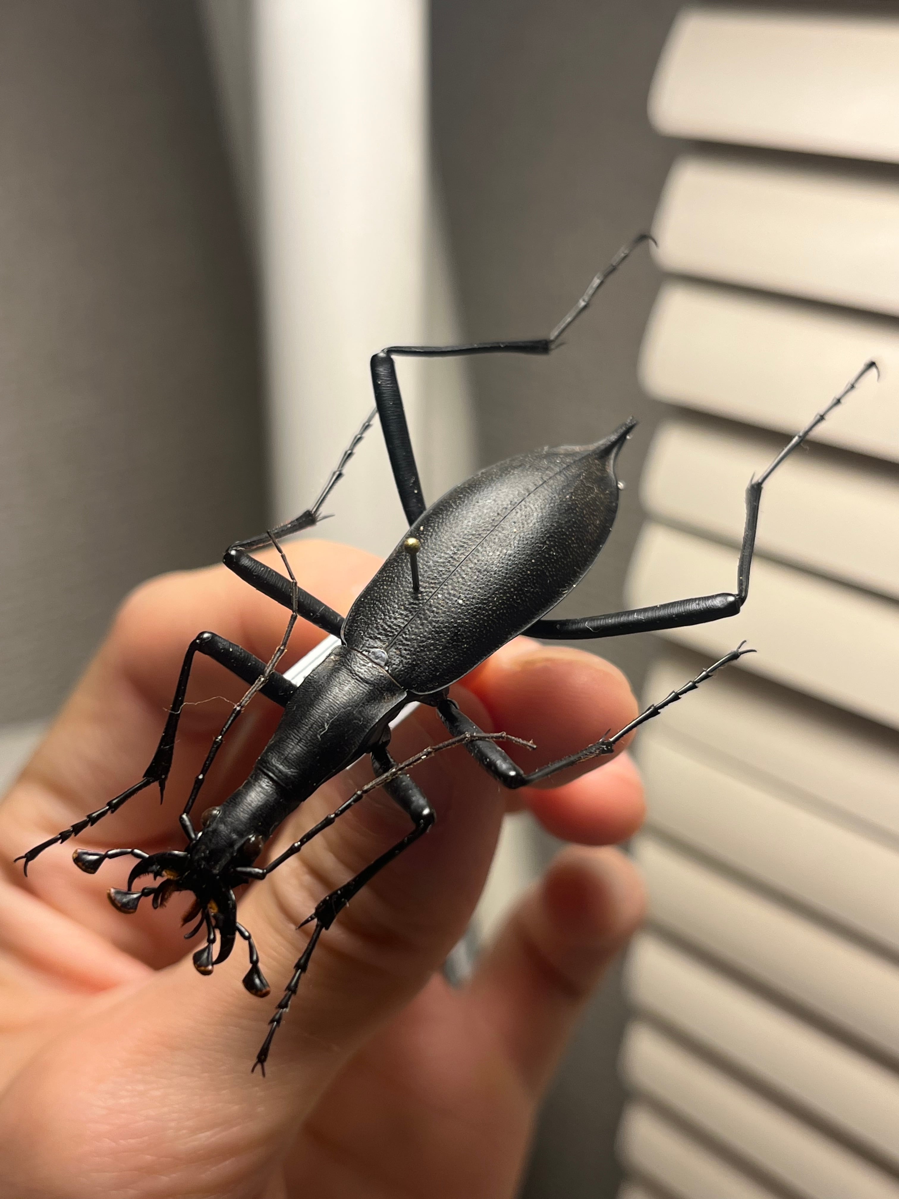 蝸牛被最大種】フクエマイマイカブリ ホンマイマイカブリ 昆虫標本