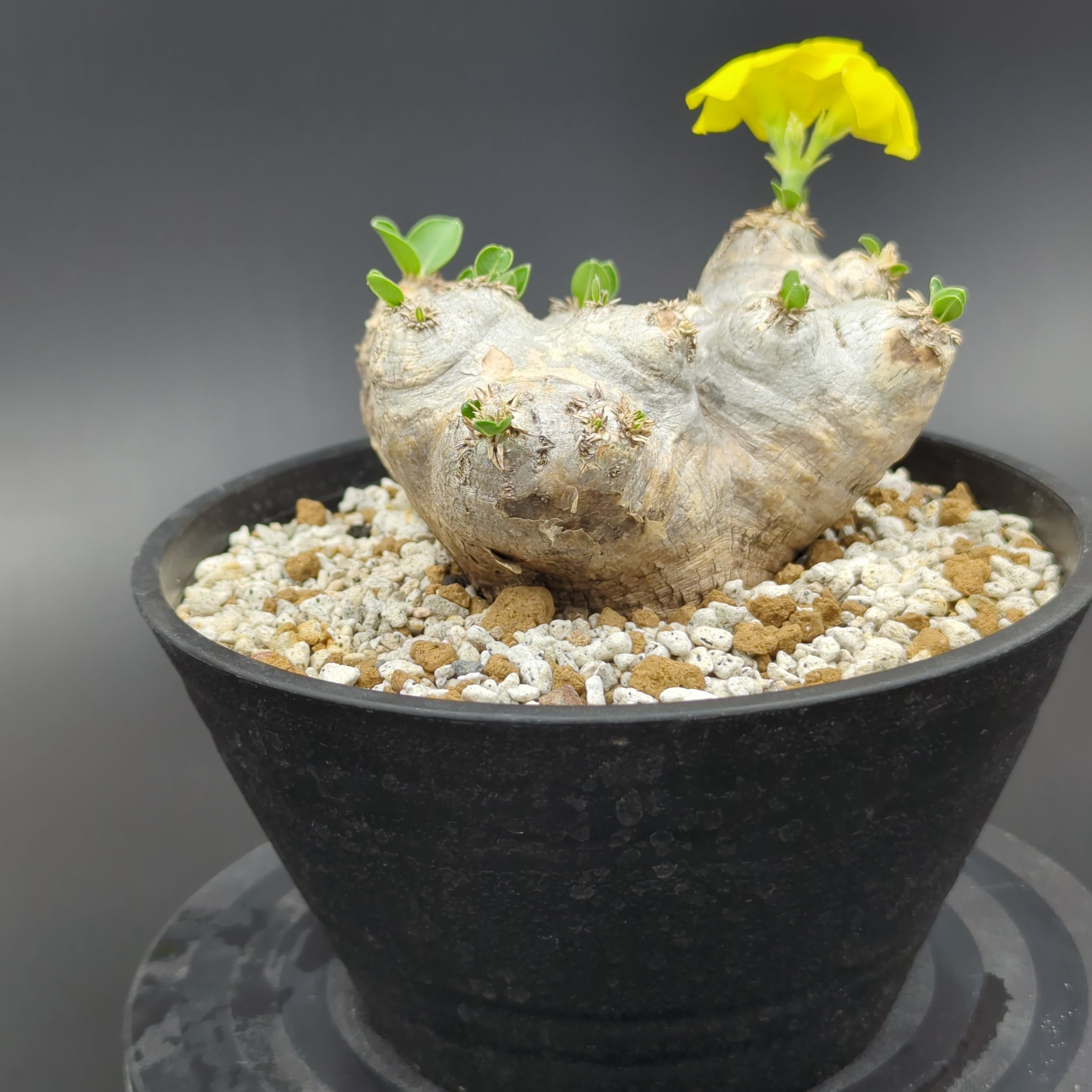 パキポディウム・ブレビカウレ '恵比寿笑い' 【大株】 | BRIDGE GARDEN