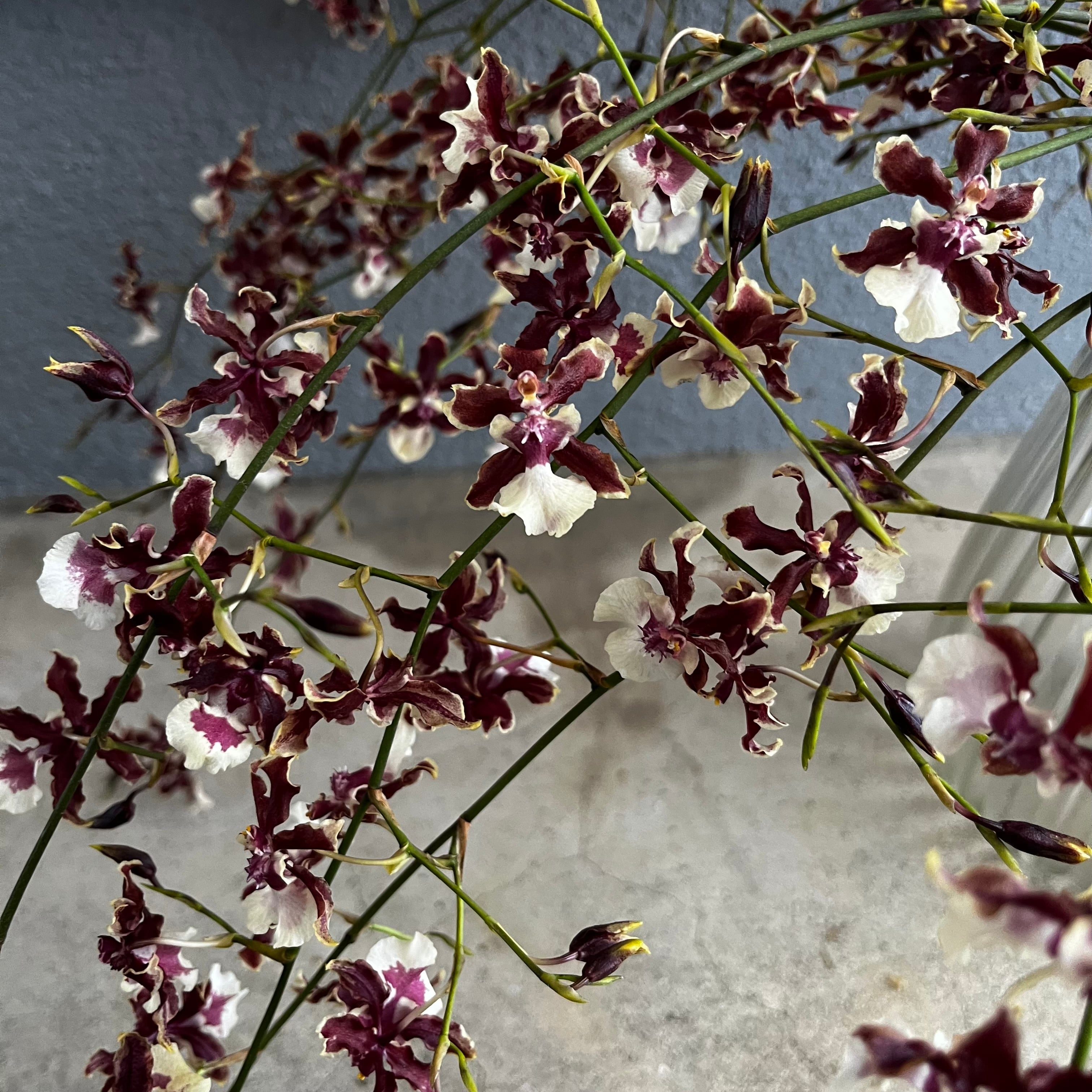 蘭類 | 新鮮お花問屋 Jp-Farmers.com