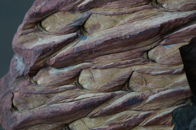 ポーランド産鱗木(ヒカゲノカズラ類)化石 Lepidodendron sp. 2439