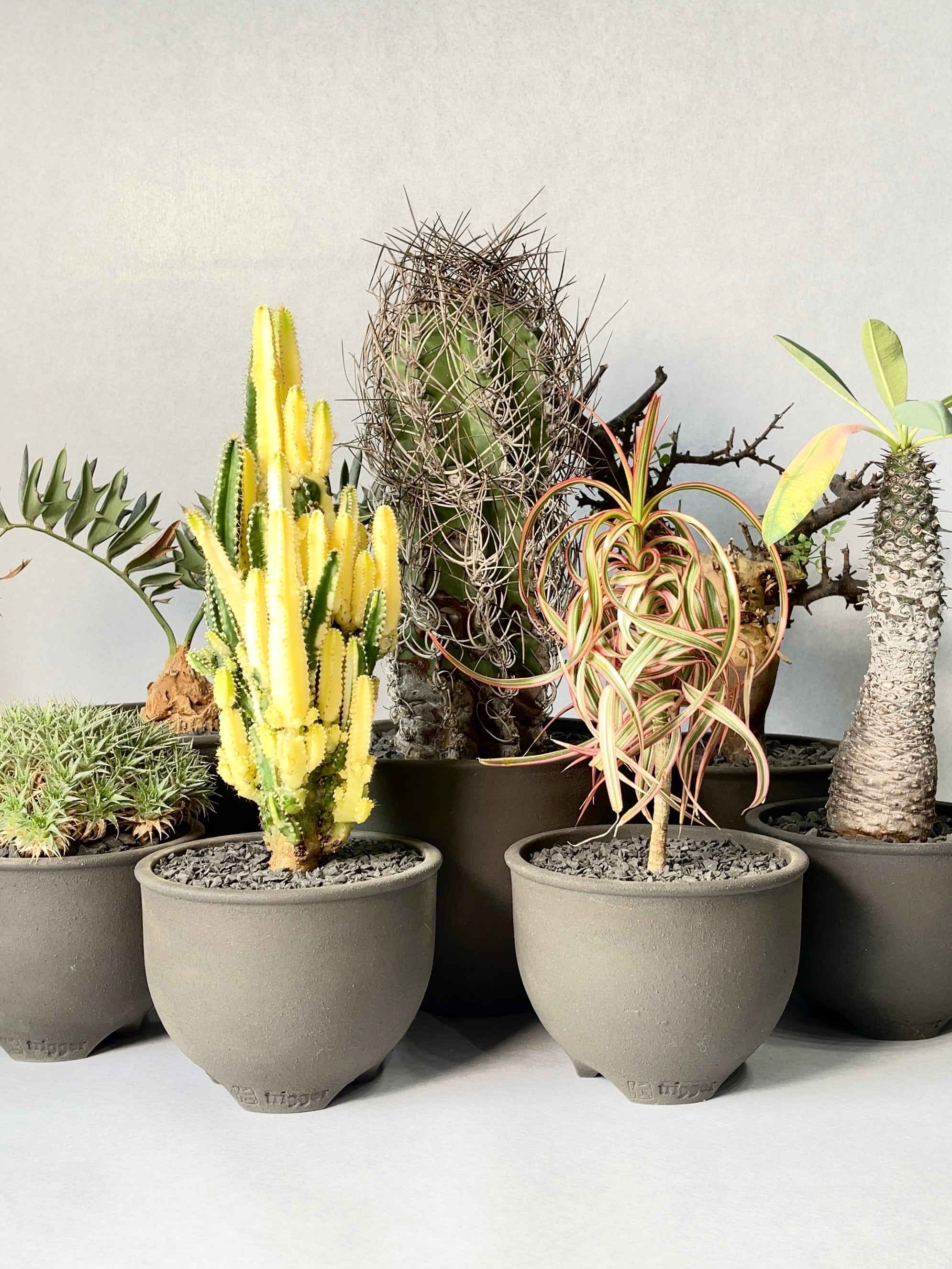 パキポディウム・フィヘレネンセ | trigger