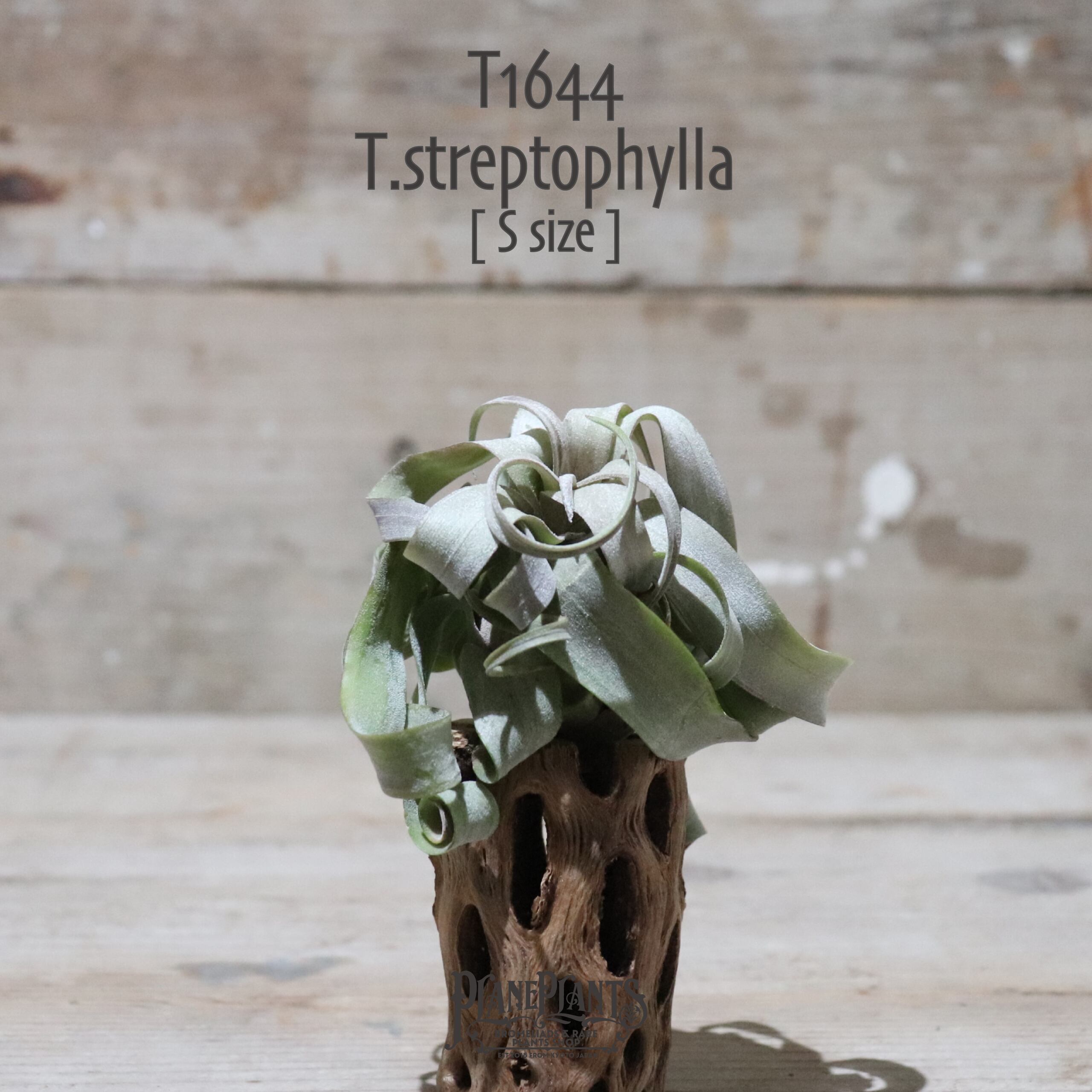 【送料無料】ストレプトフィラ S〔エアプランツ〕現品発送T1644