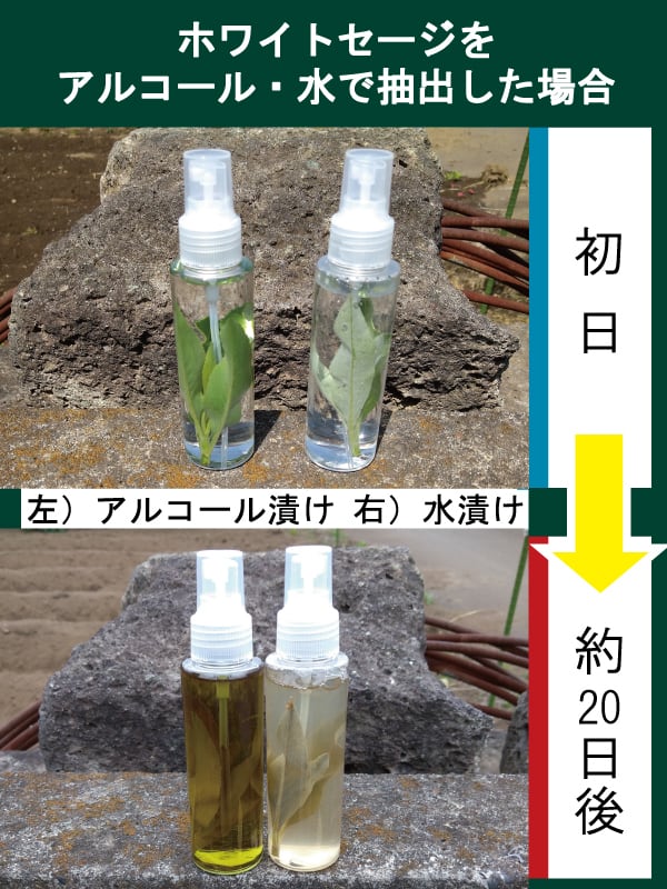 自家栽培 国産オーガニック 生 ホワイトセージ１００ プレミアム浄化スプレー１００ｍｌ Flourish Garden