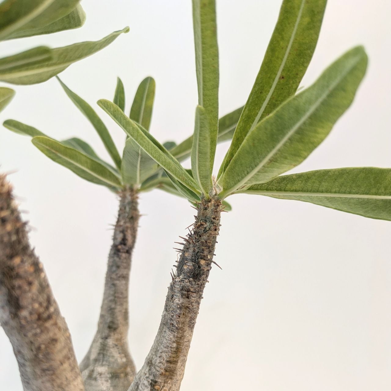 パキポディウム ロスラーツム グラキリス Pachypodium rosulatum