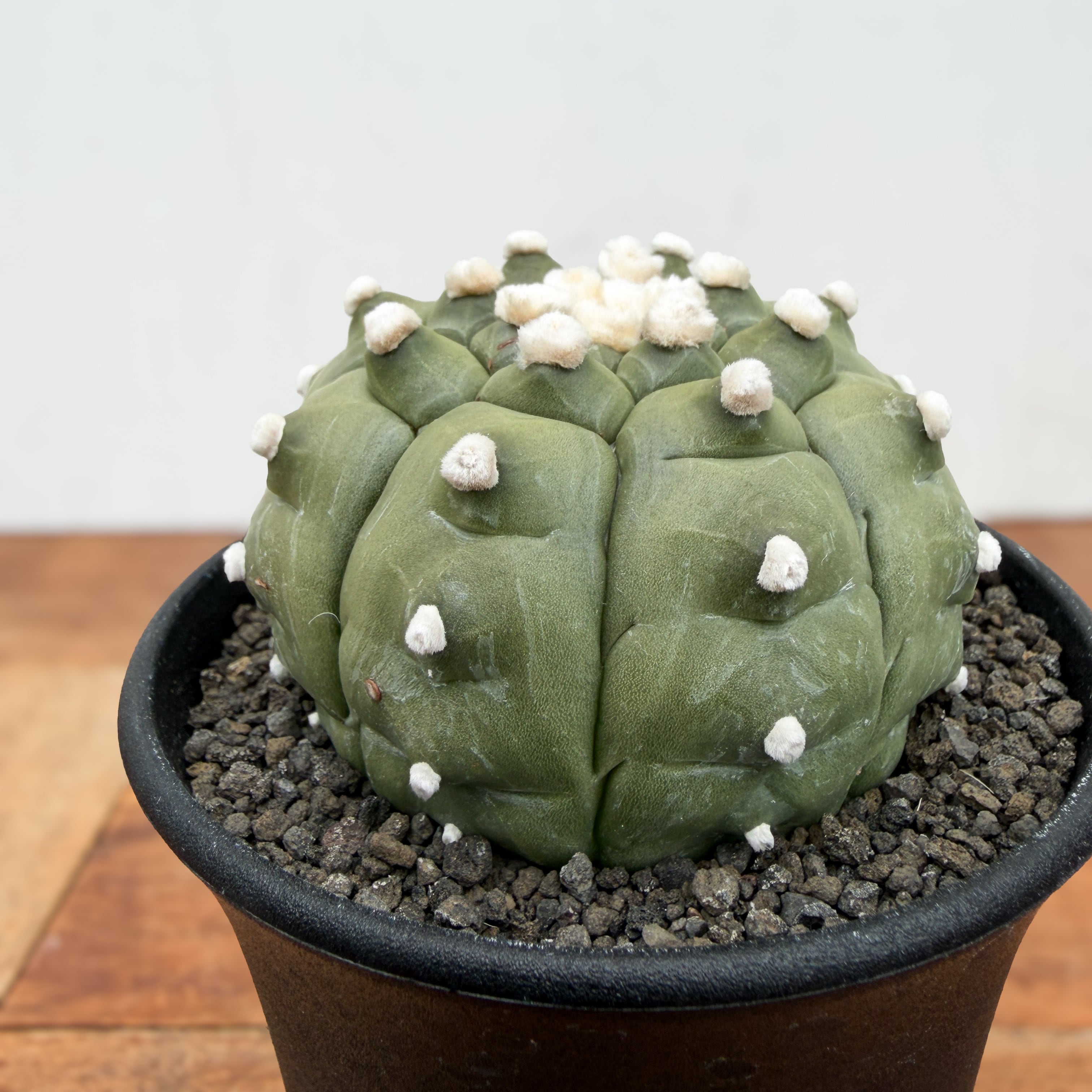 Astrophytum asterias f.nudum【アストロフィツム・亀甲瑠璃兜