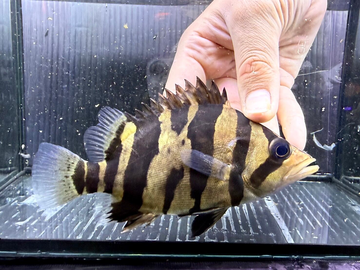 A18-3② ダトニオリアルバンド シミあり 13㎝前後 | アクアショップ