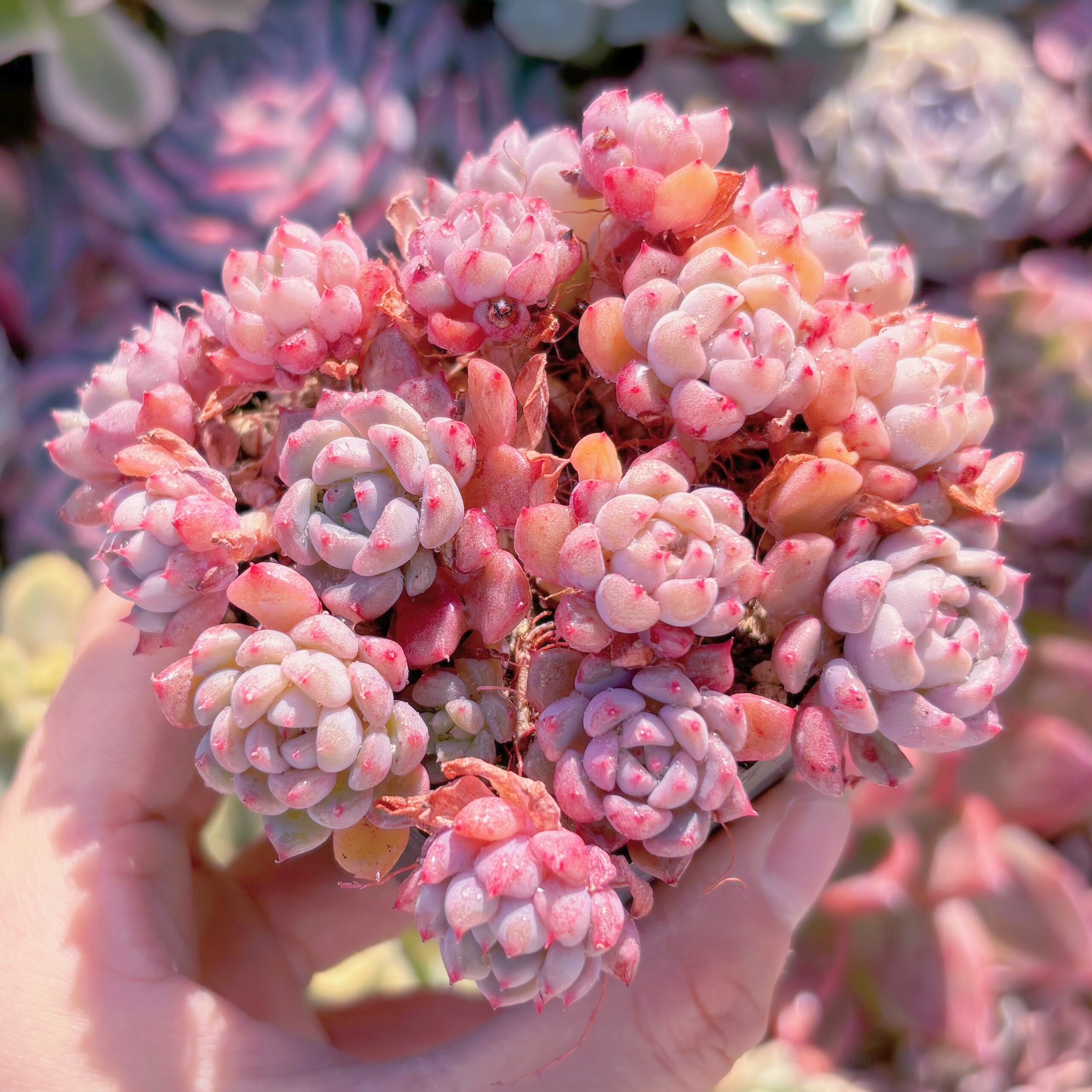 現品　ピンクバブル#690　るる農園