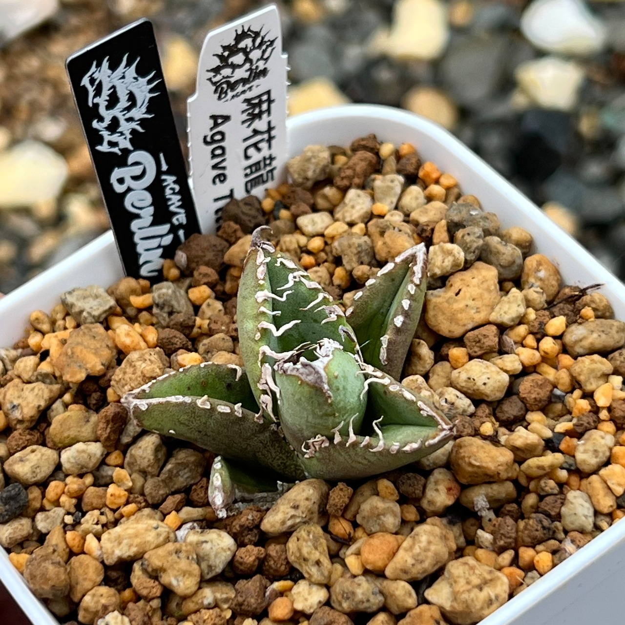 Agave titanota 麻花龍 台湾株 ①