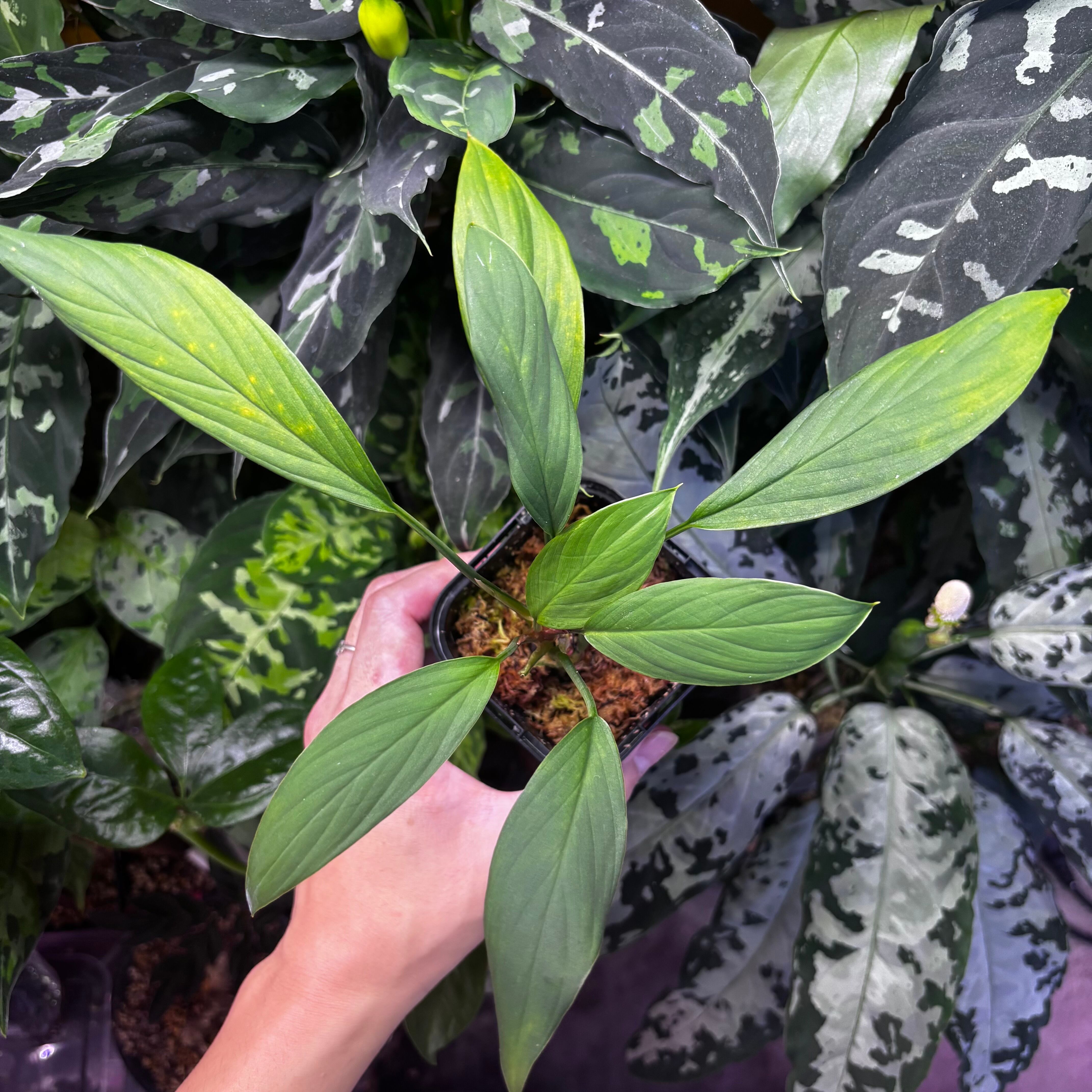 Homalomena sp. 黒錦Sumatera Utara 【ZOE0225-2p】① | 熱帯雨林植物