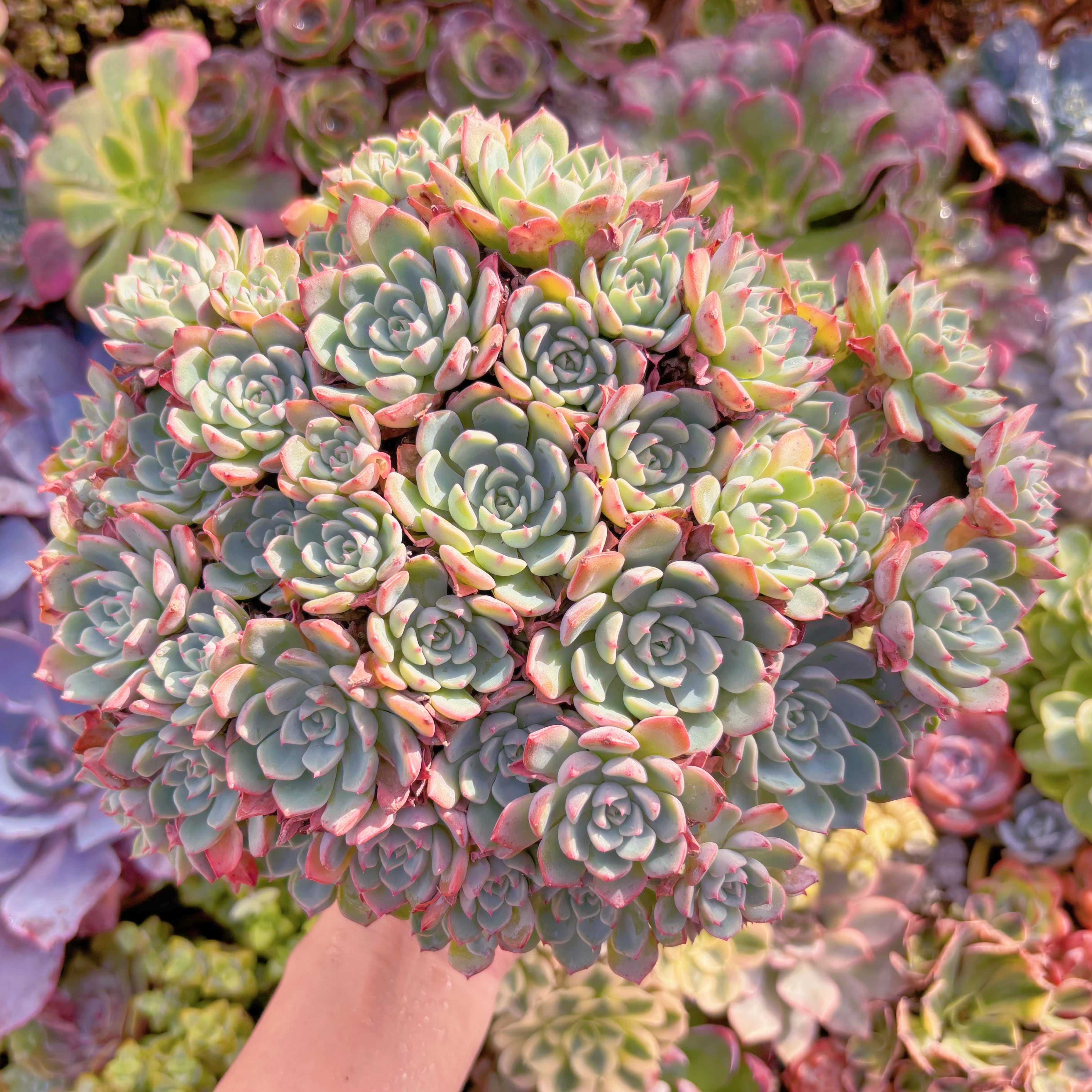 現品　Nanahukumini#638　特特大群生　るる農園