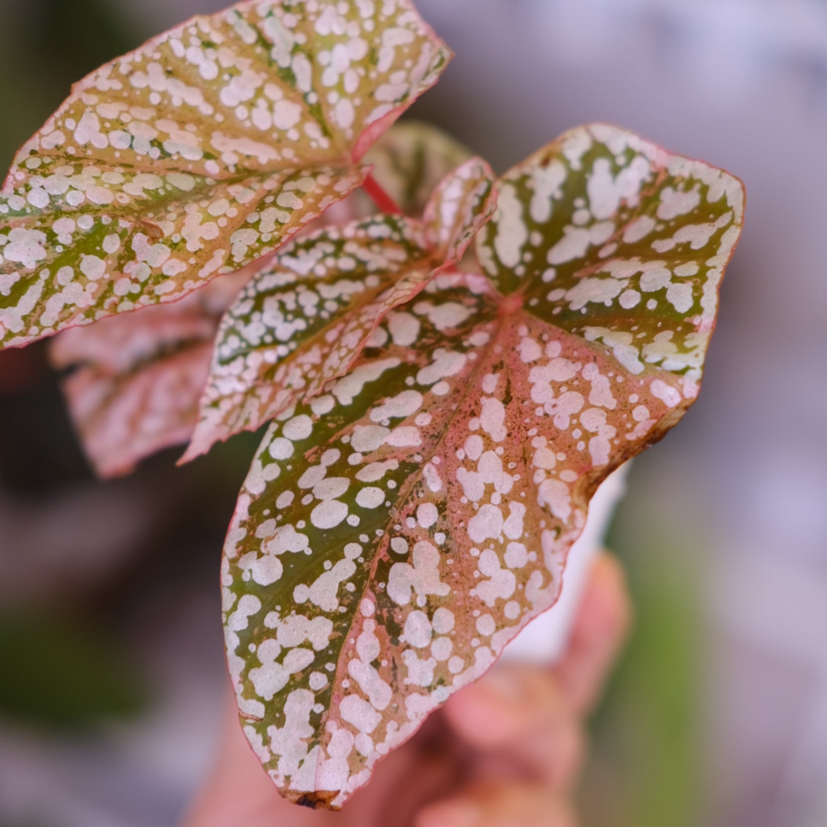 Begonia Snow Capped Variegata②｜ベゴニア スノーキャップド 斑入り
