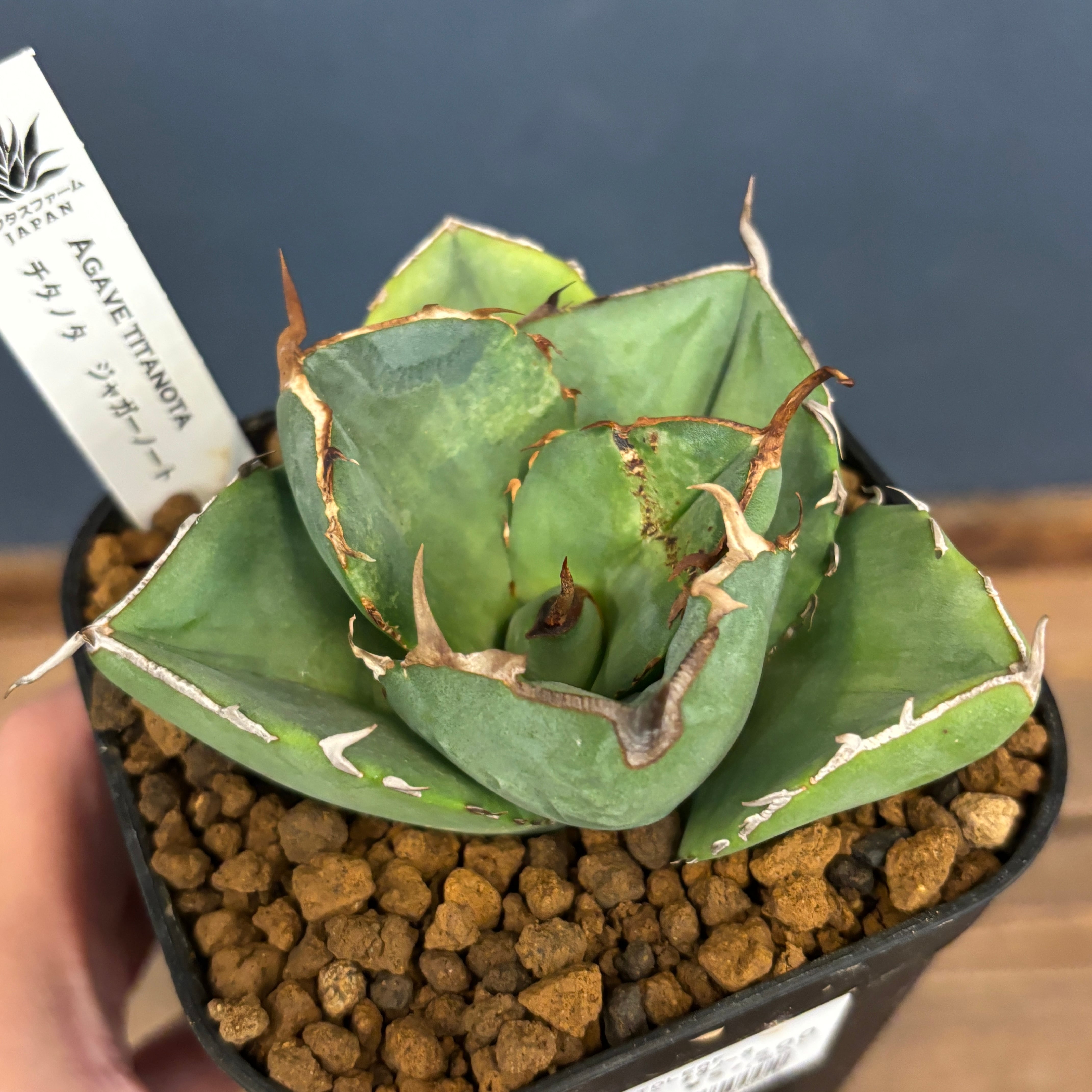 アガベ チタノタ 神象 ジャガーノート【240】 | PROTOLEAF