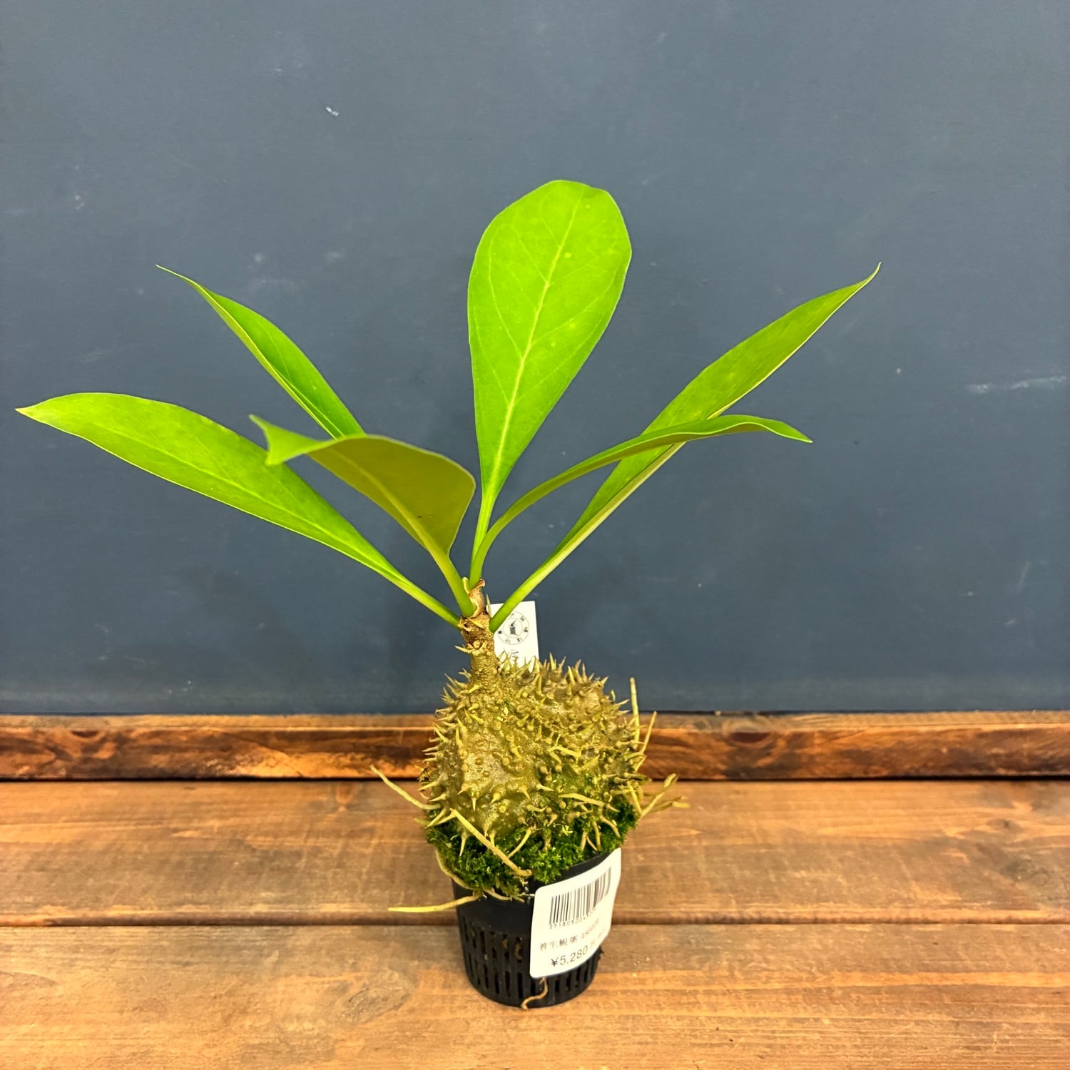 フィロデンドロン ビレッティア 斑入り 大株【激レア】Philodendron