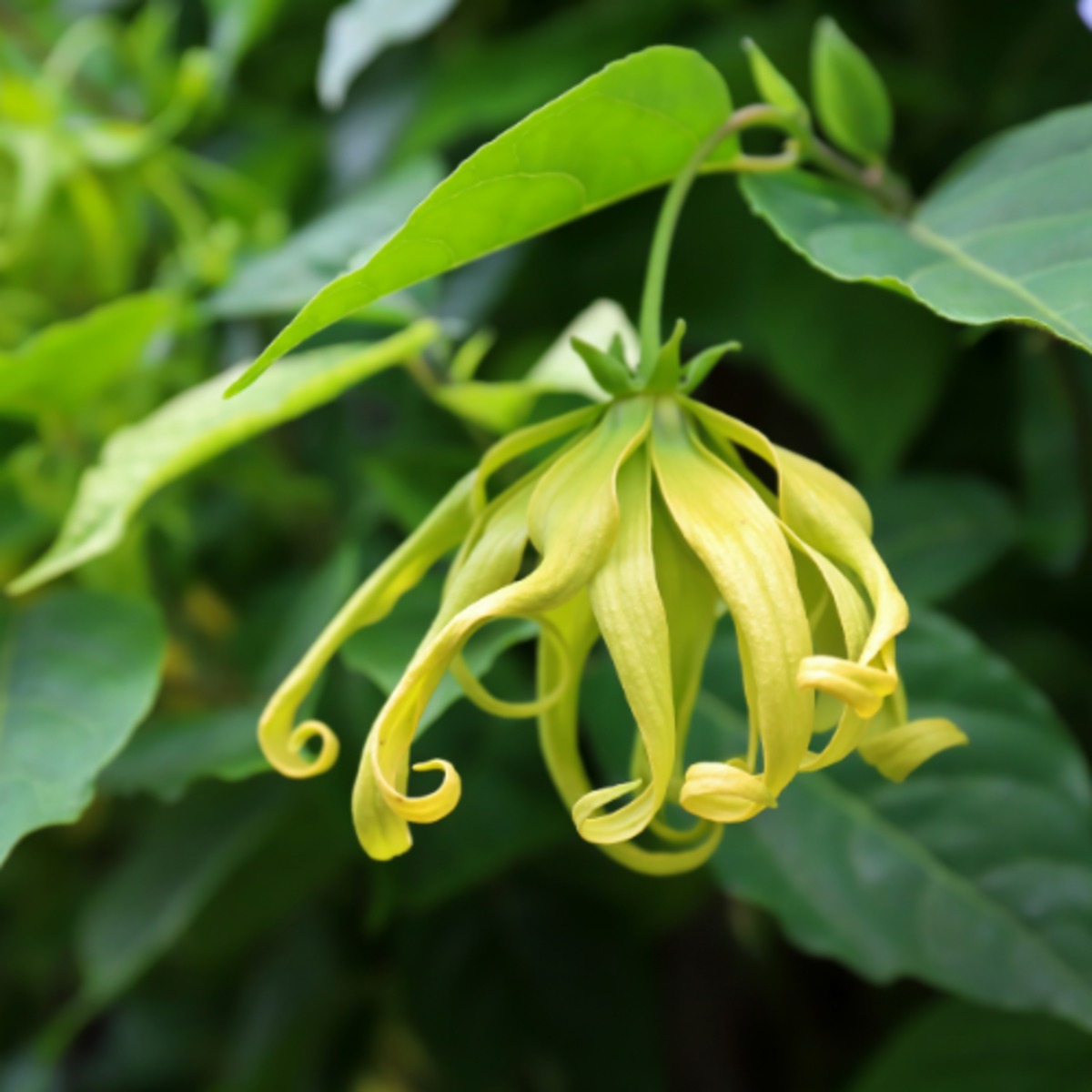 [10ml]イランイラン3rd エッセンシャルオイル 木更津の精油屋 COSTA AZUL OnlineStore