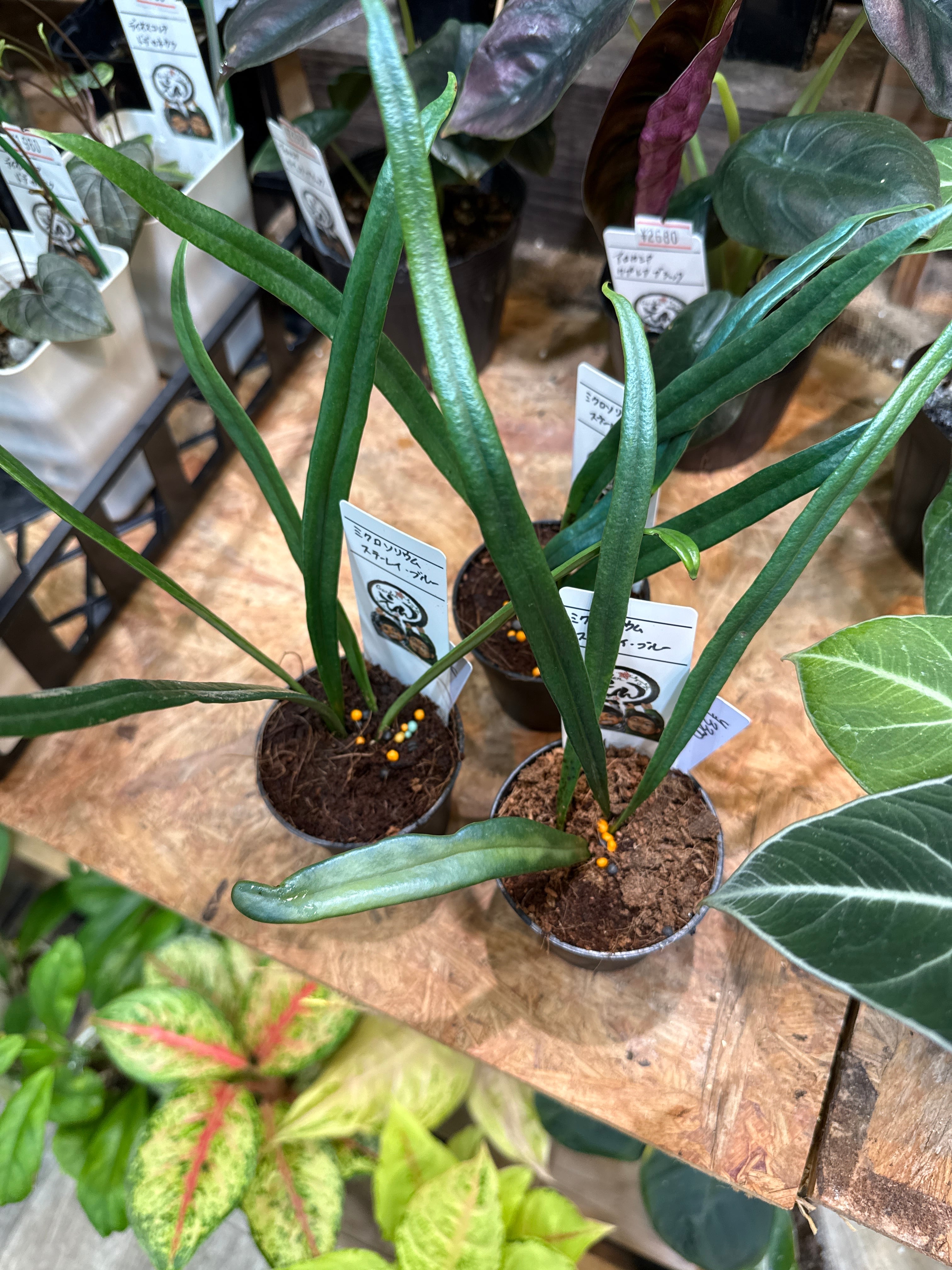 希少 (シダ植物) ミクロソリウム スターレイ・ブルー | Gardenえん