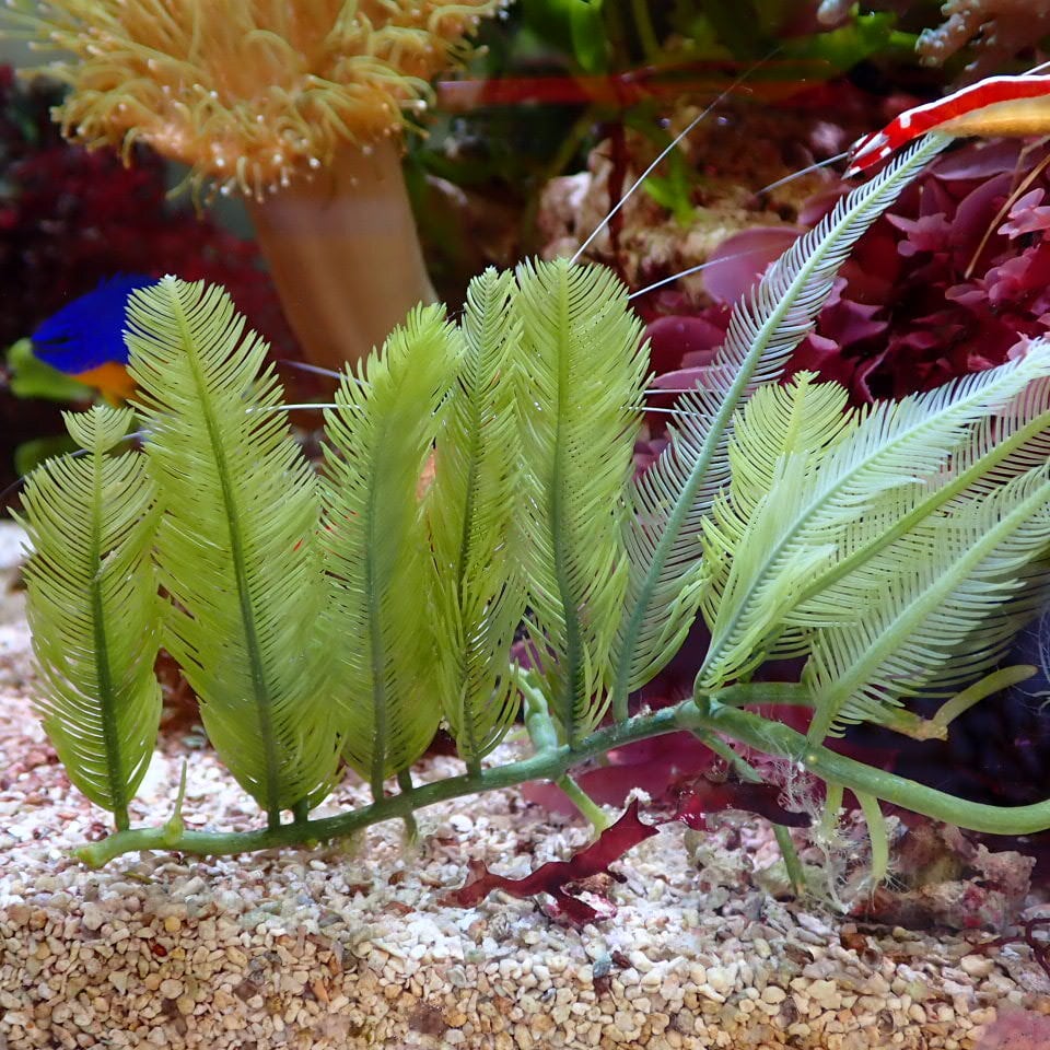 ネット入り天然ライブロック(クラッシュ)500g | HOUSE REEF(ハウス