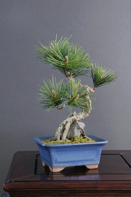 盆栽 松 Pinetree Bonsai #34（鉢変更）