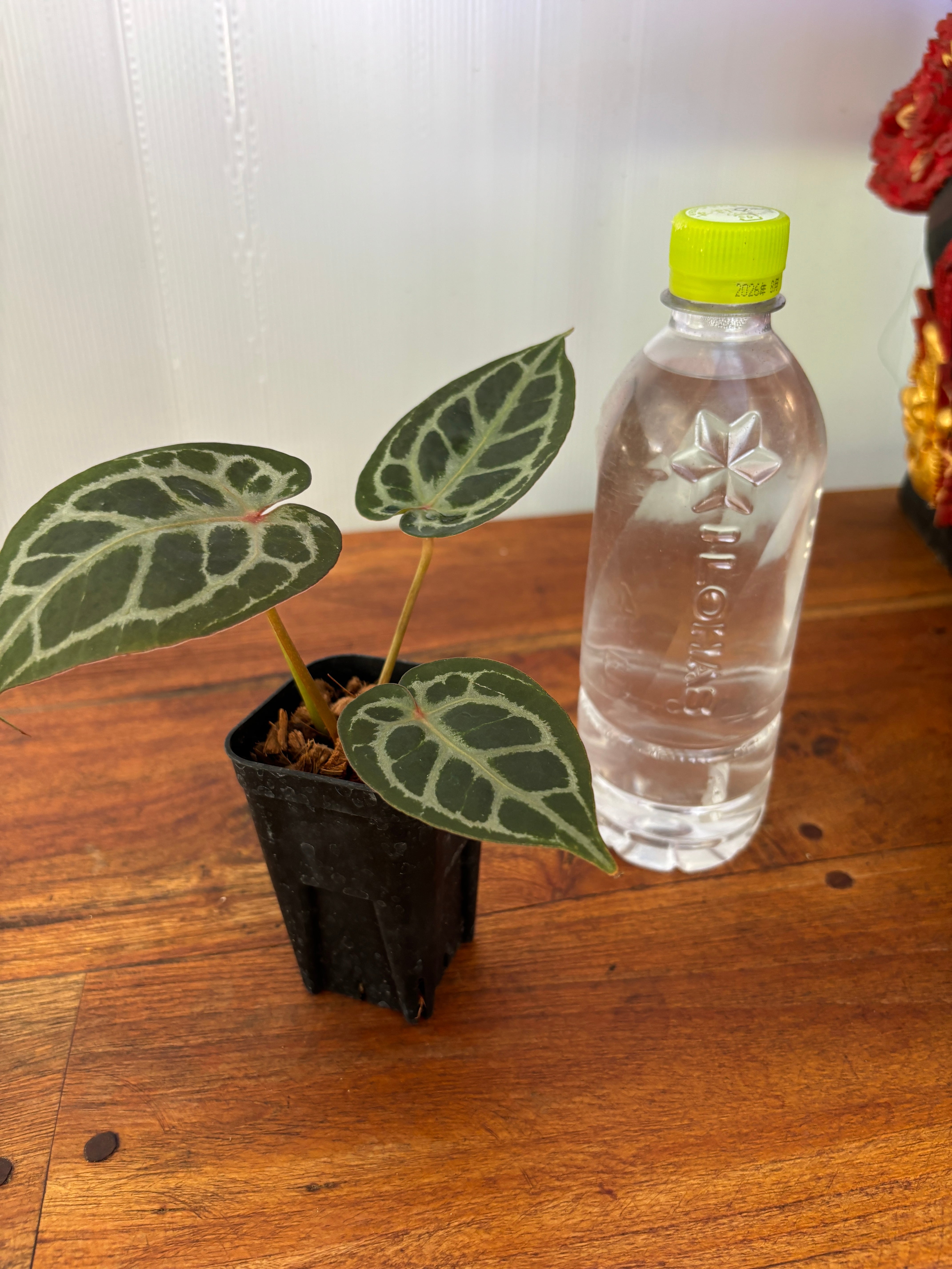 Anthurium | BALI-AN 園芸