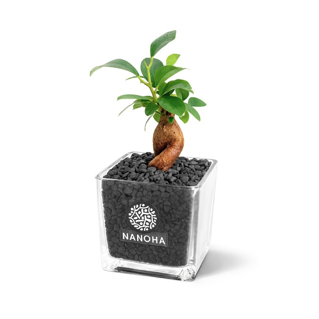 土を使わず虫が湧きにくい砂利で育てる観葉植物（ガジュマル 黒砂利グラス）