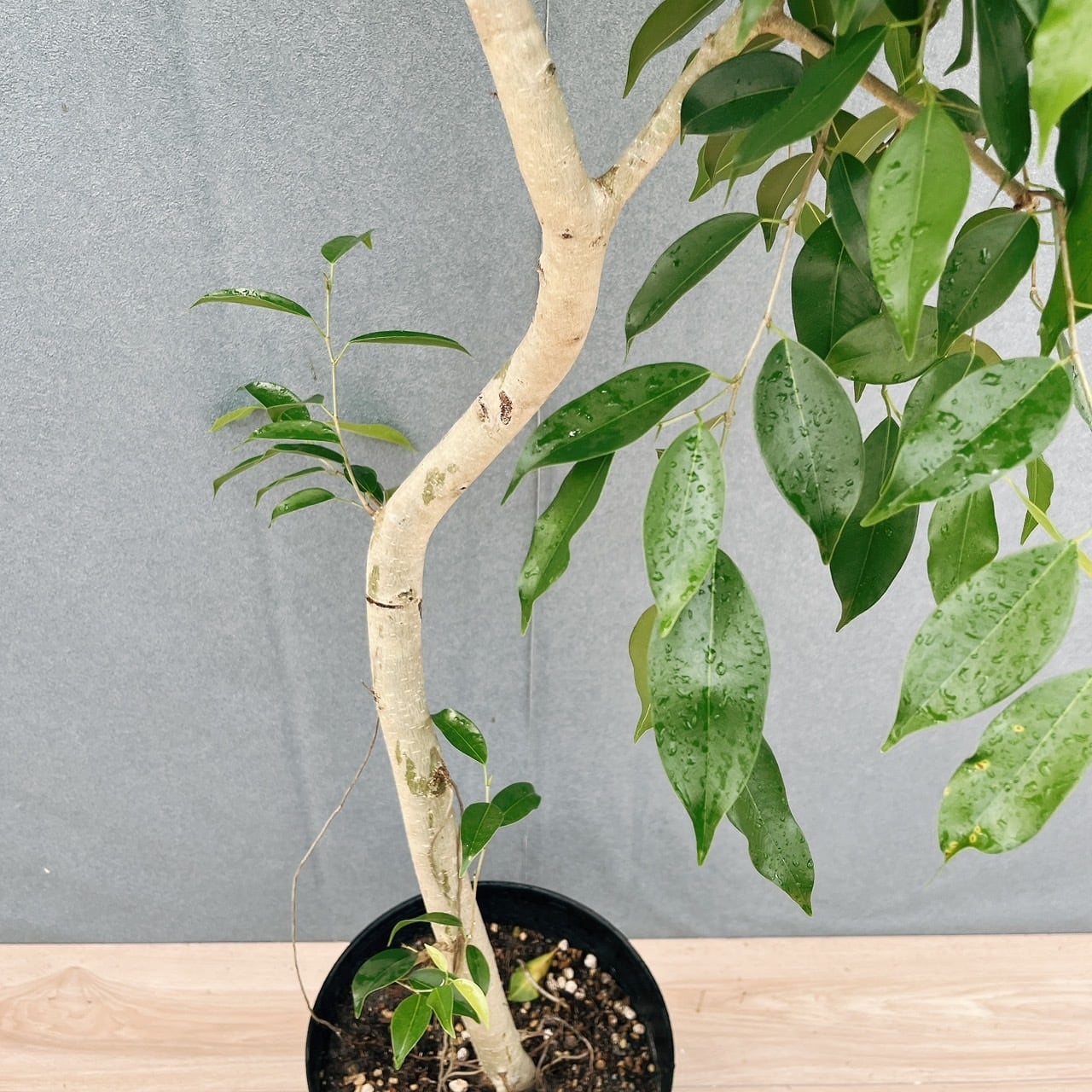 現品］【珍しい】2番 フィカス ベンジャミン ヌダ 9号 観葉植物 大型