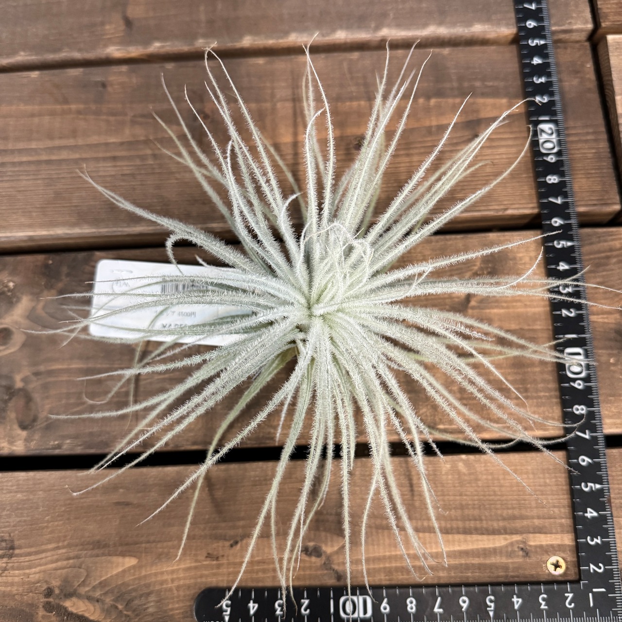 チランジア テクトラム XL【312】