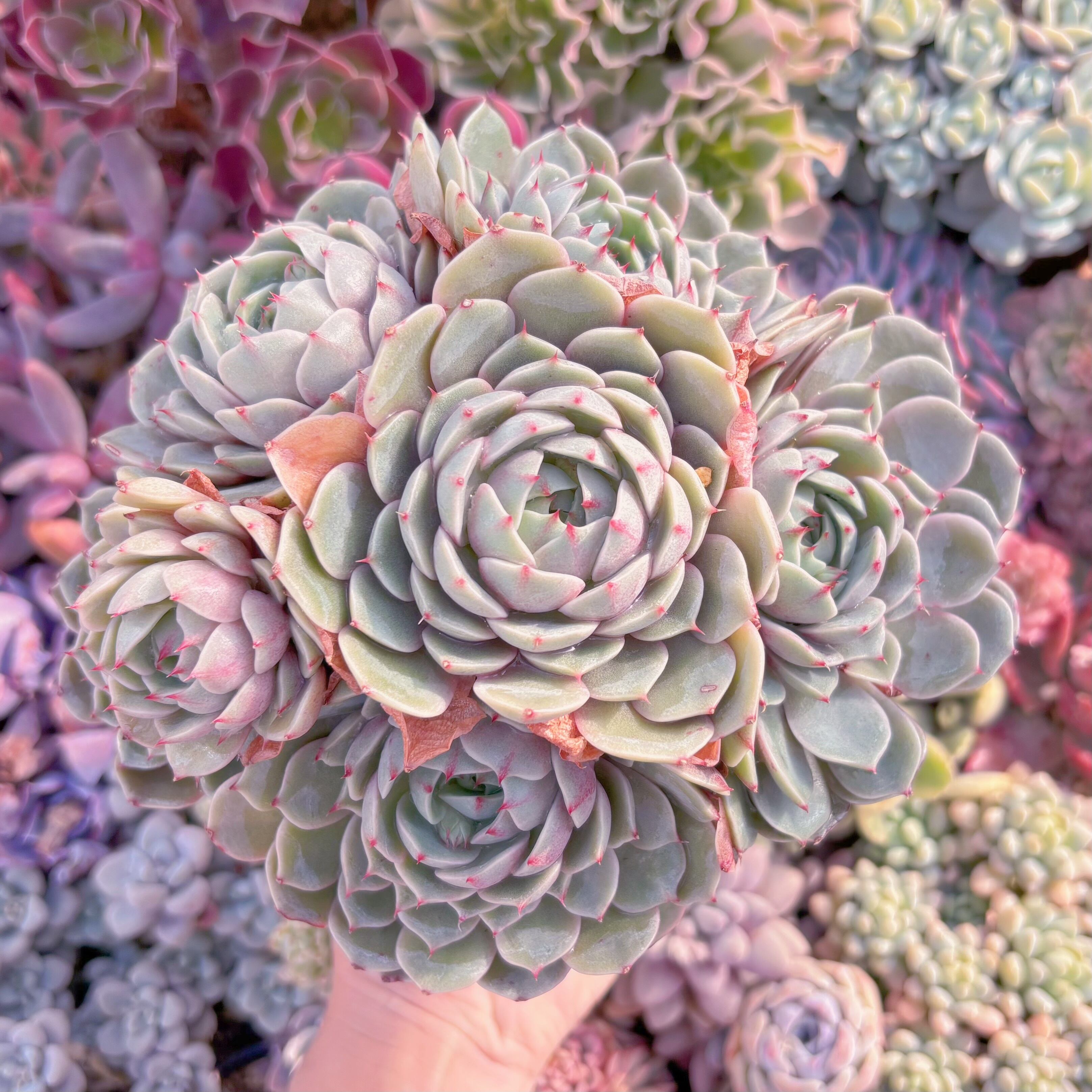 現品　ベンバディス#548　特大群生　新入荷　るる農園