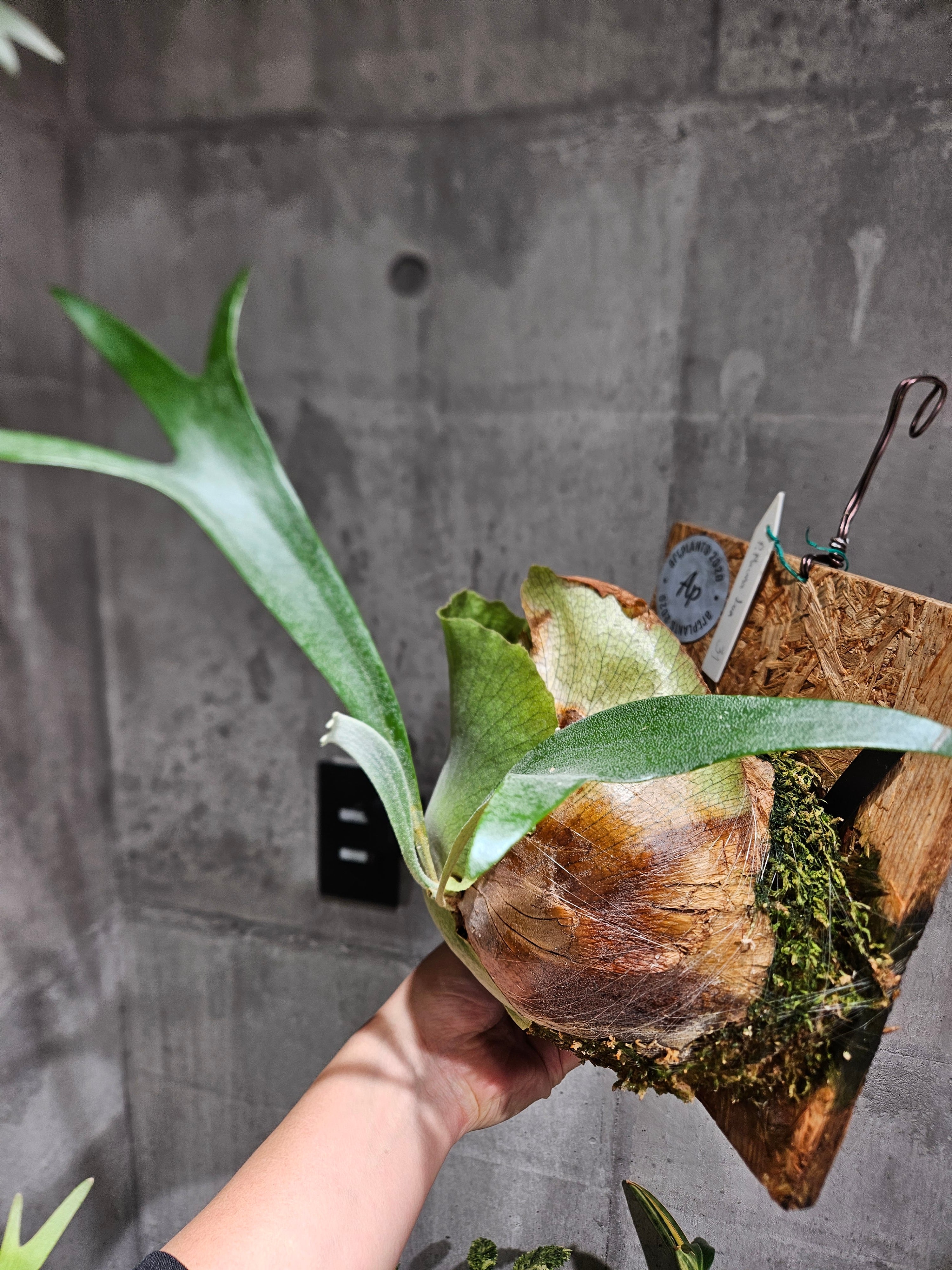 P.Mauna Loa【artPLANTs/PLANTS GARAGE】ビカクシダ/Platycerium