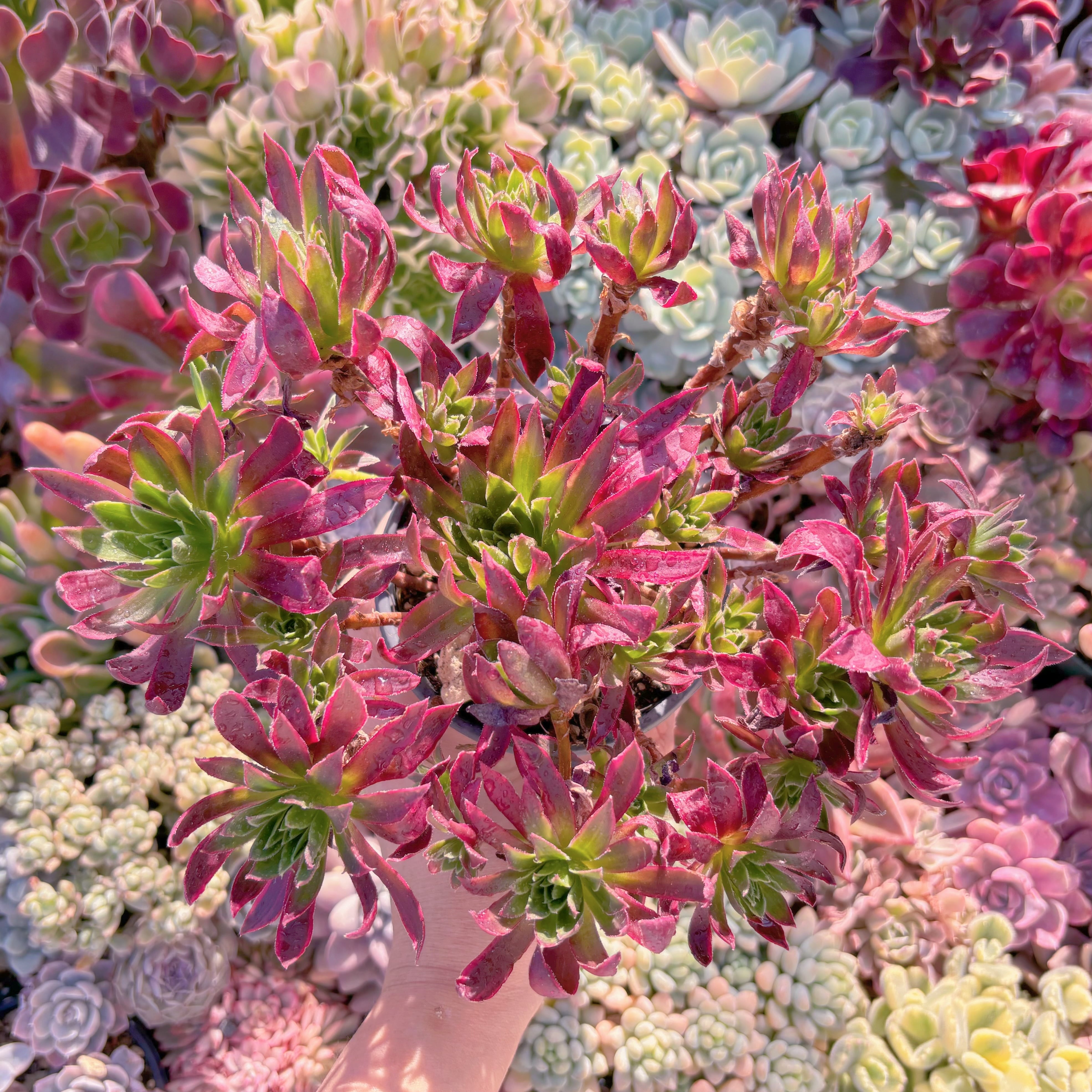 現品　鳳凰錦#713　特大群生　約24cm　新入荷　るる農園