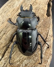 【WD】《インターメディアツヤクワガタ ガントン産 98mm ペア》