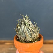 【BASE抽選販売(限定価格)】 チランジア　カウツキー