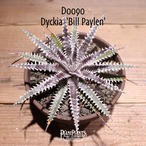 【送料無料】 ‘Bill Paylen’〔ディッキア〕現品発送D0090