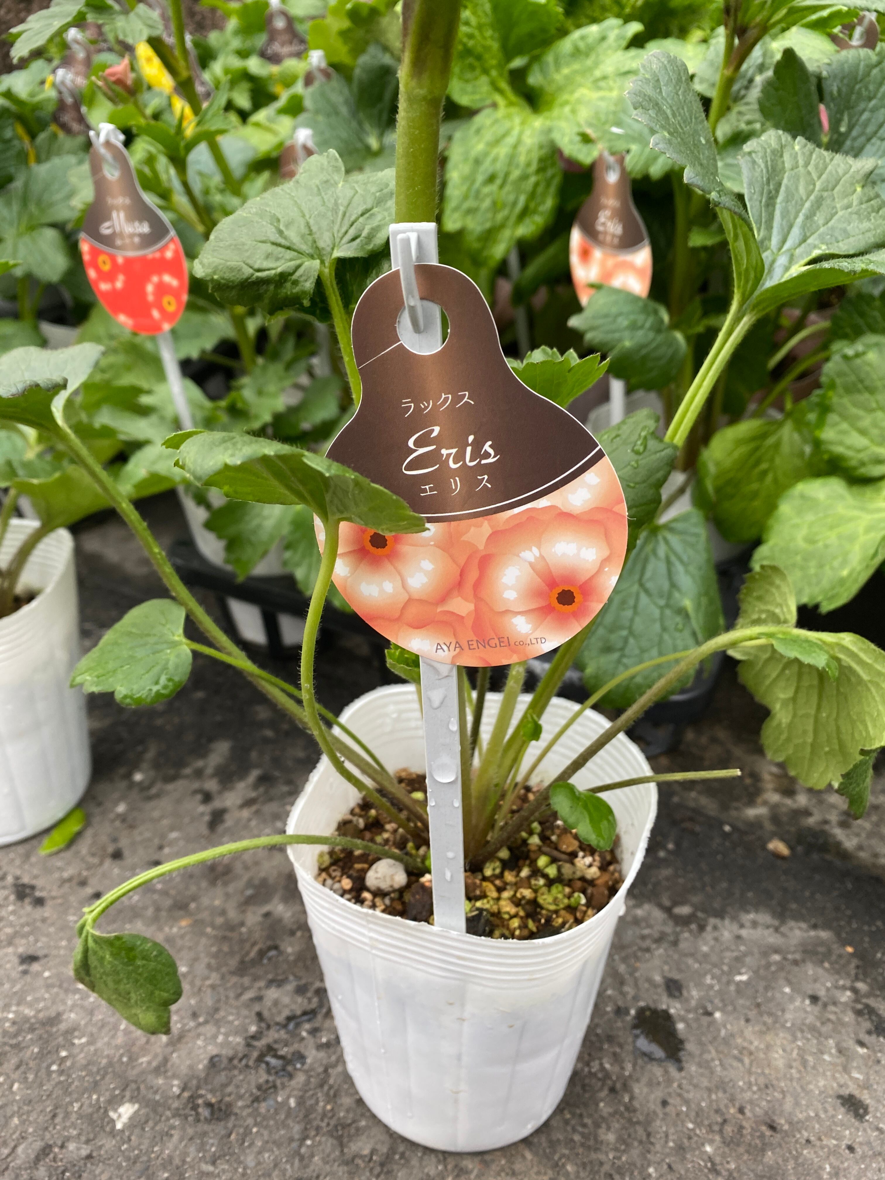 ラナンキュラスラックス 苗 芽出し苗 ネコポス 秋の芽吹き