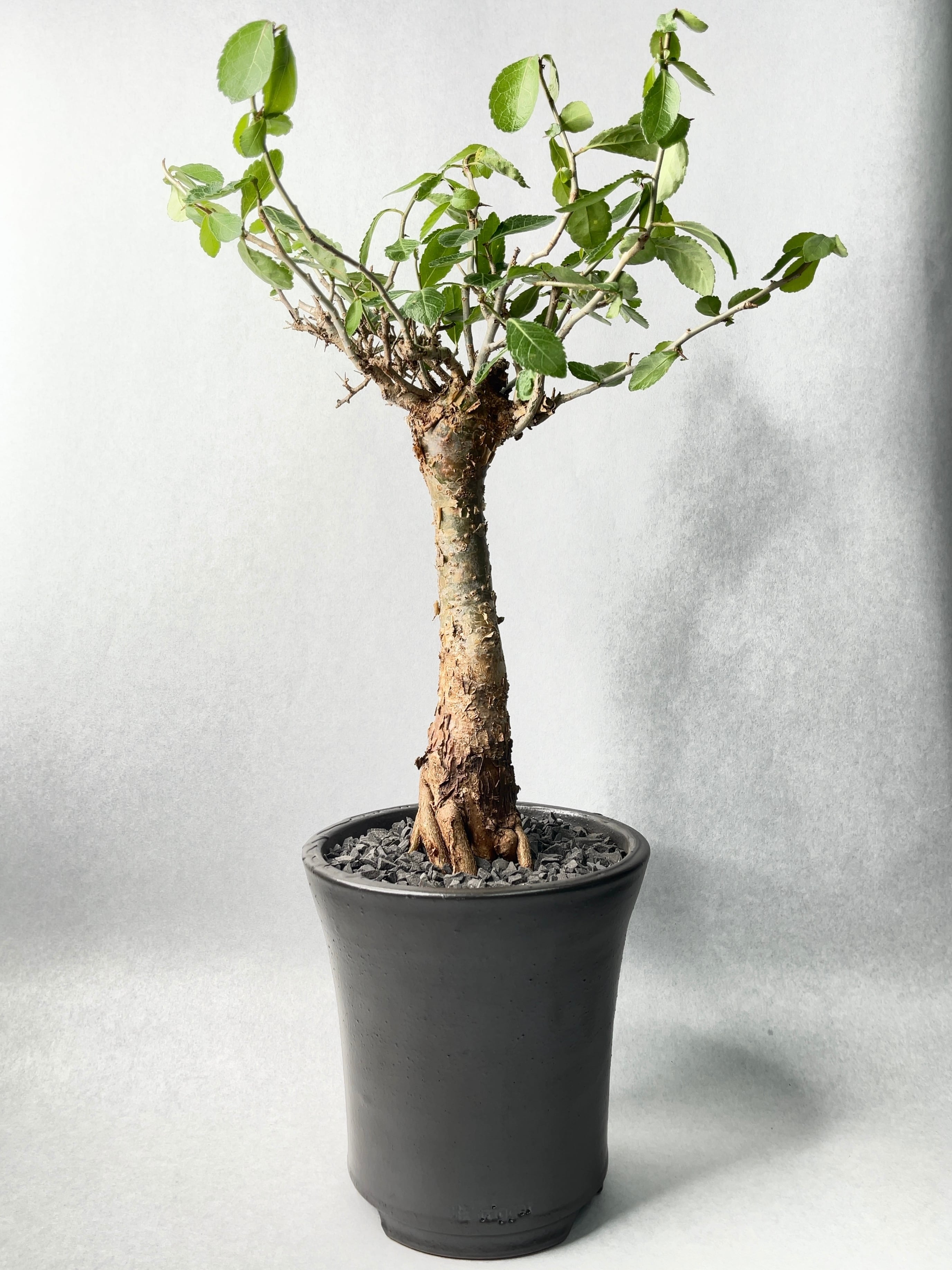 trigger roots GANKAI 鉢 珪砂鉢 峰 – LOG