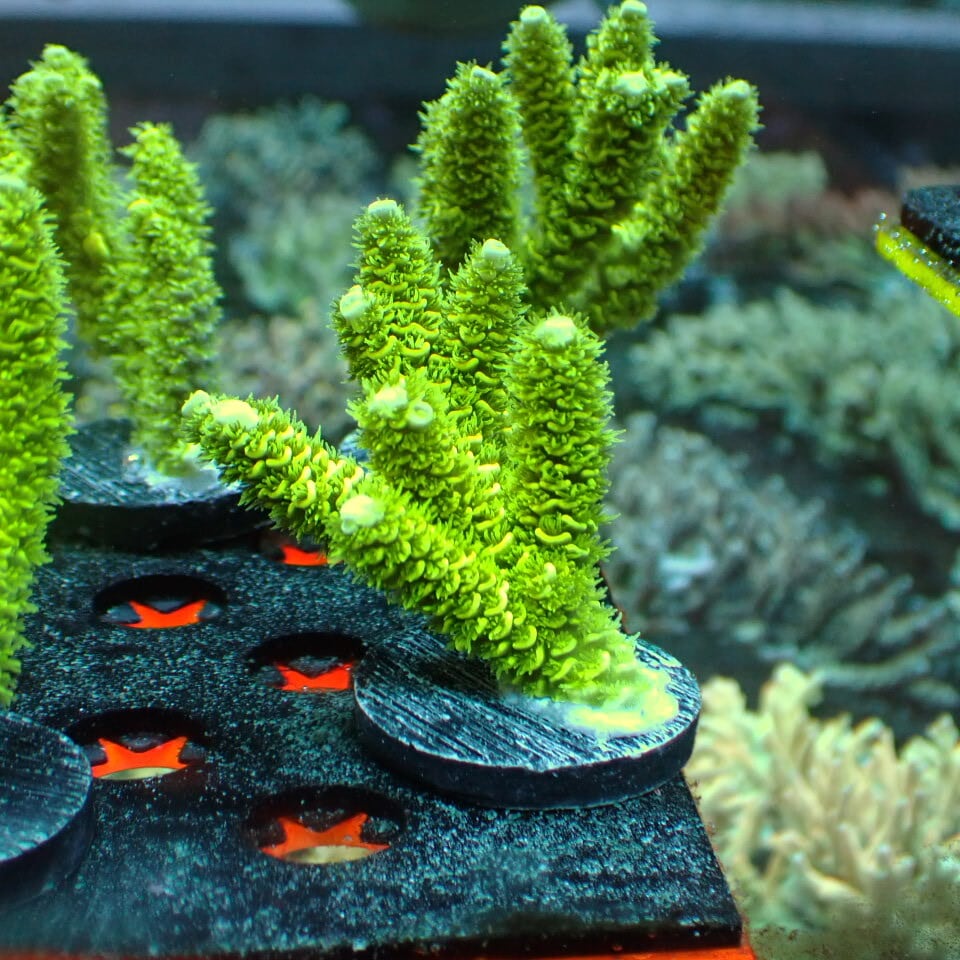 フジノスパイラル 1L 【元祖スパイラルろ材】正規品 | HOUSE REEF