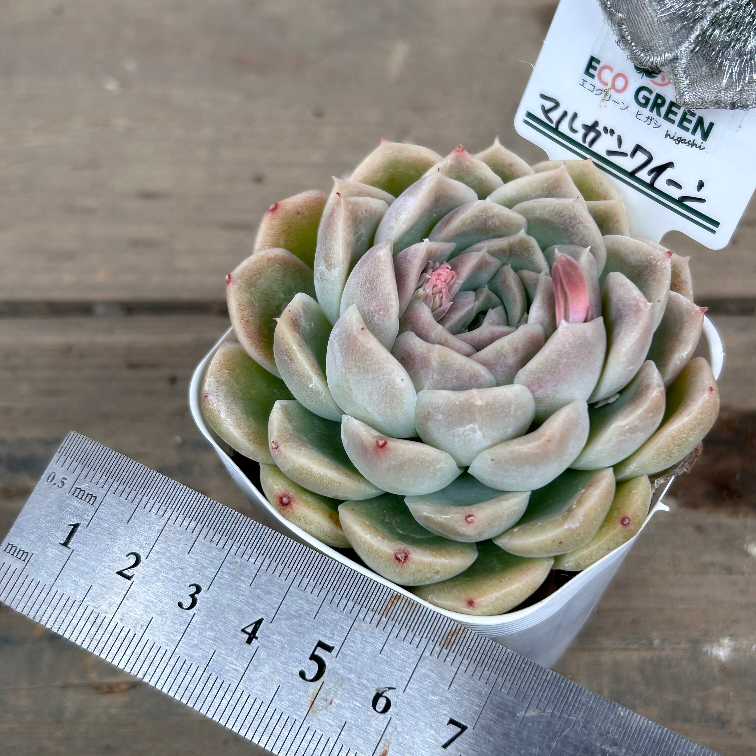 マルガンクイーン | RuPo 多肉植物専門店