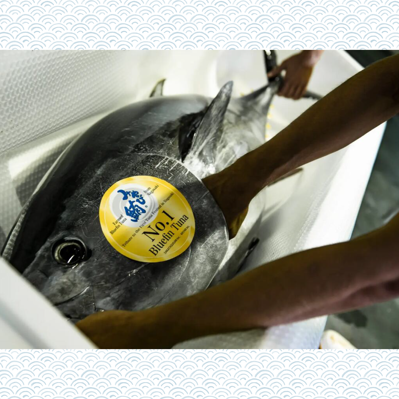 【みやび鮪】端っこたたきセット800g