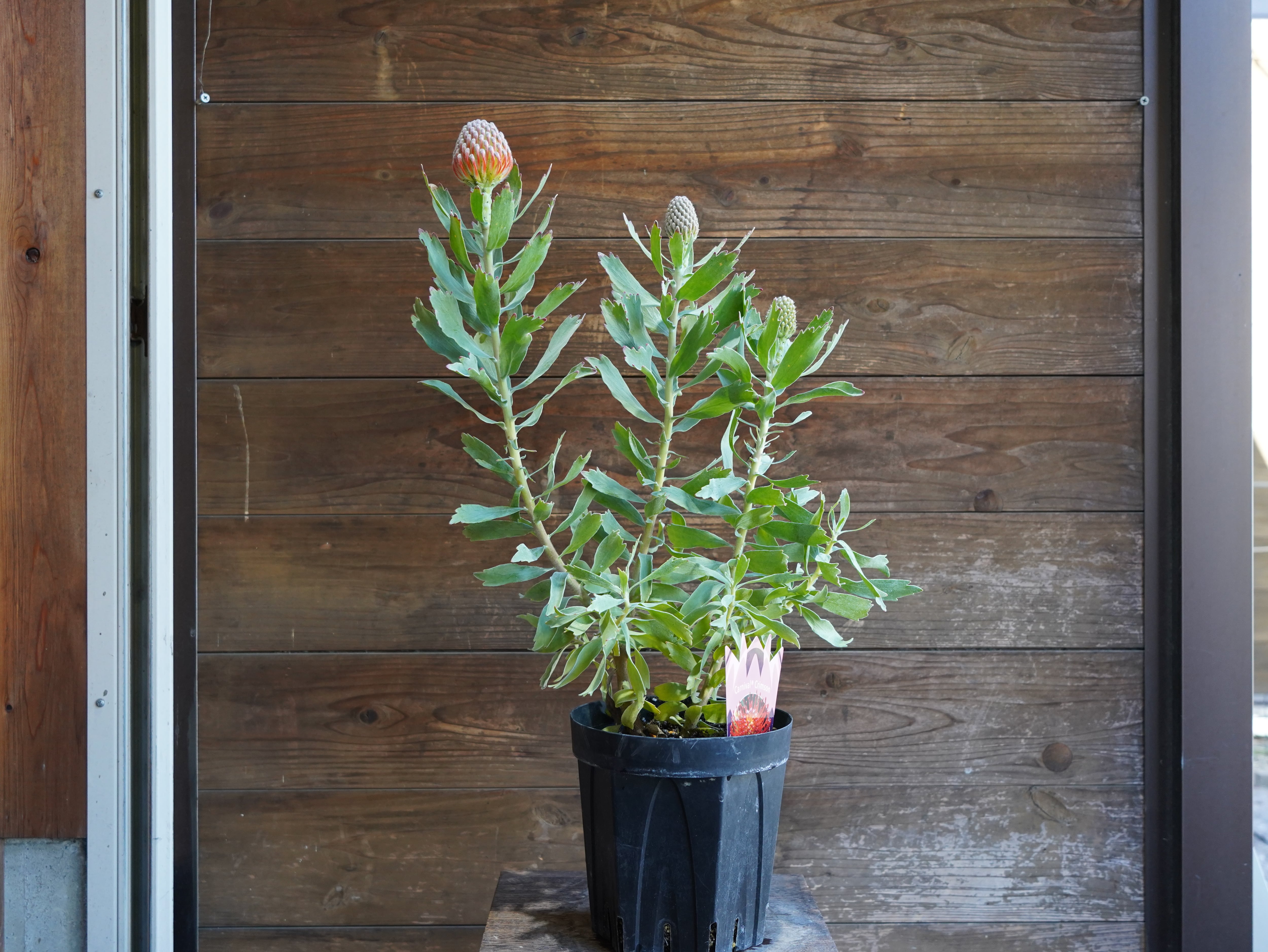 【現物】リューコスペルマム　"カーニバルクリムゾン"