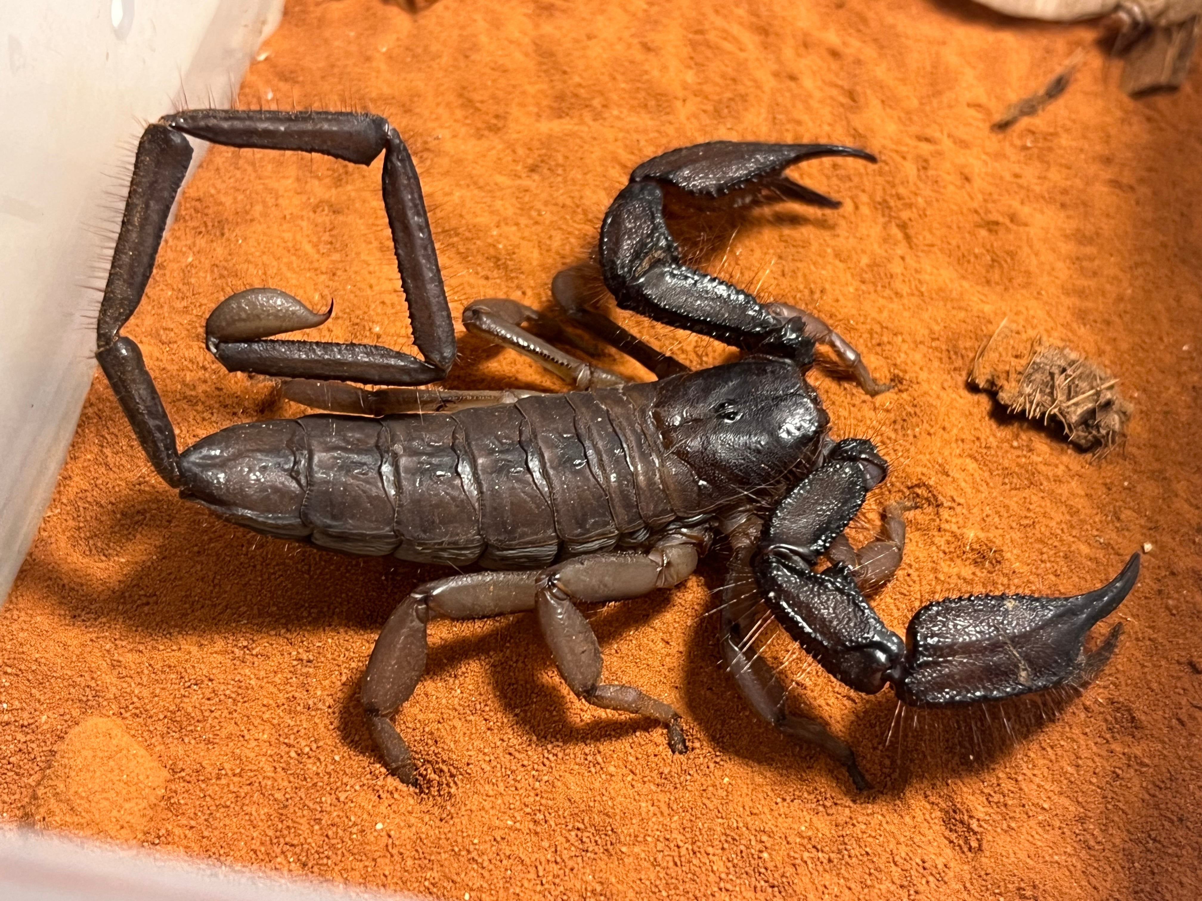 サソリ | オモニキチュウ