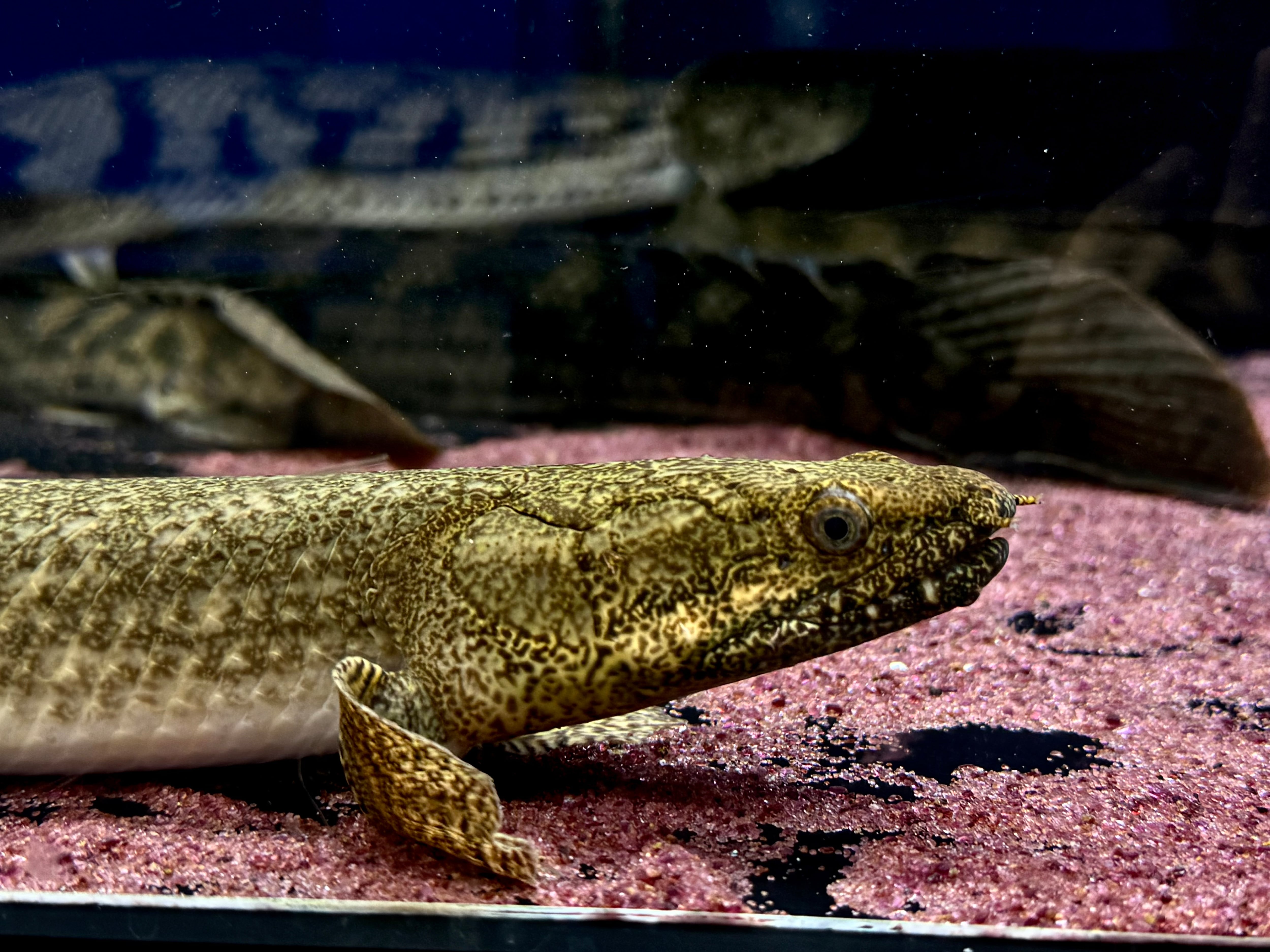 ポリプテルス　タンガニーカ　オルナティ 直輸入】Po.オルナティピンニス タンガニーカ湖産①46cm | AQUASTYLEG