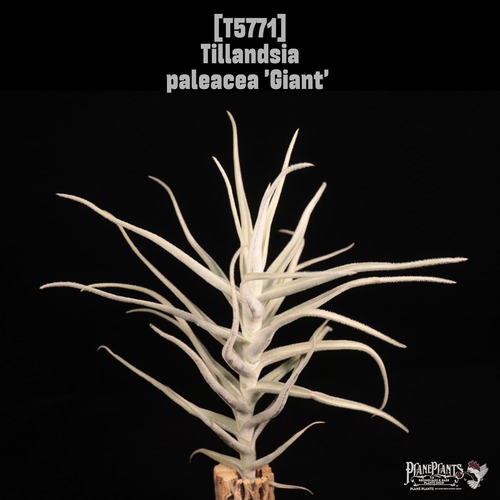 Tillandsia pareacea 'Giant'〔ティランジア〕T5771