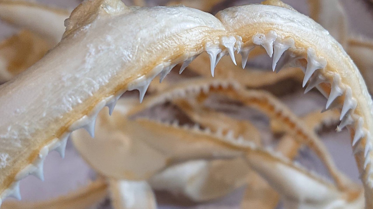 d64a6c7e02aa5db9a4ec77e9fb0df4  