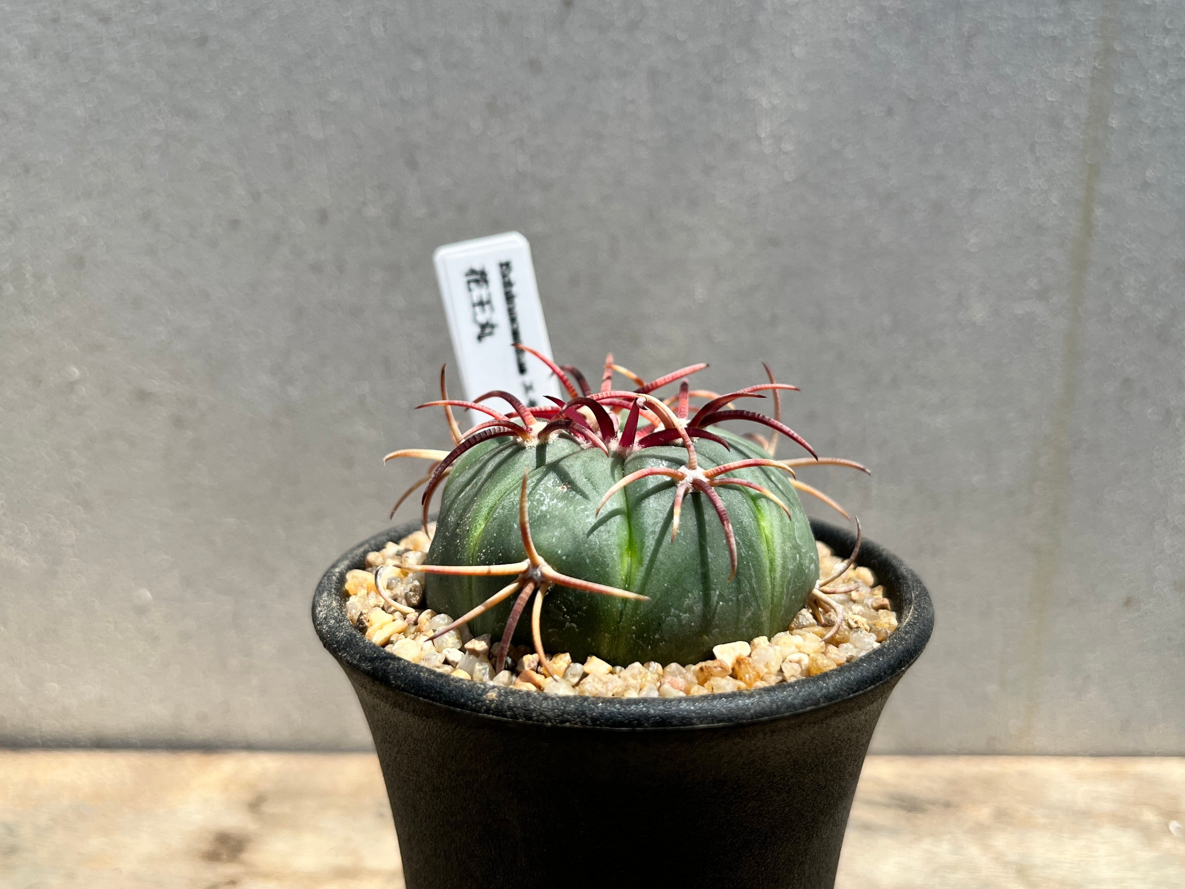 Echinocactus horizonthalonius エキノカクタス 花王丸 カキコ Echinocactus horizonthalonius エキノカクタス 花王丸 カキコ
