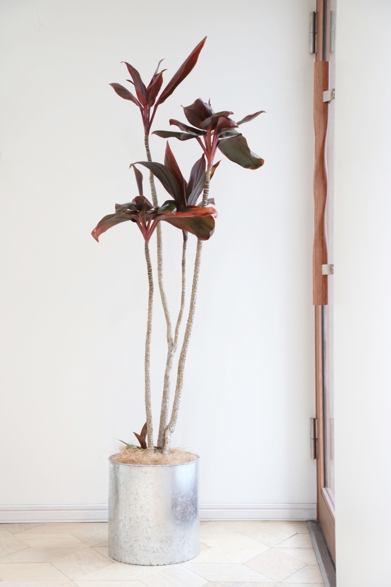 【渋谷区周辺エリア/配送料無料】【L/150cm】コルジリネ ターミナリス レッドスター/Cordyline ※アルミ鉢カバー付き